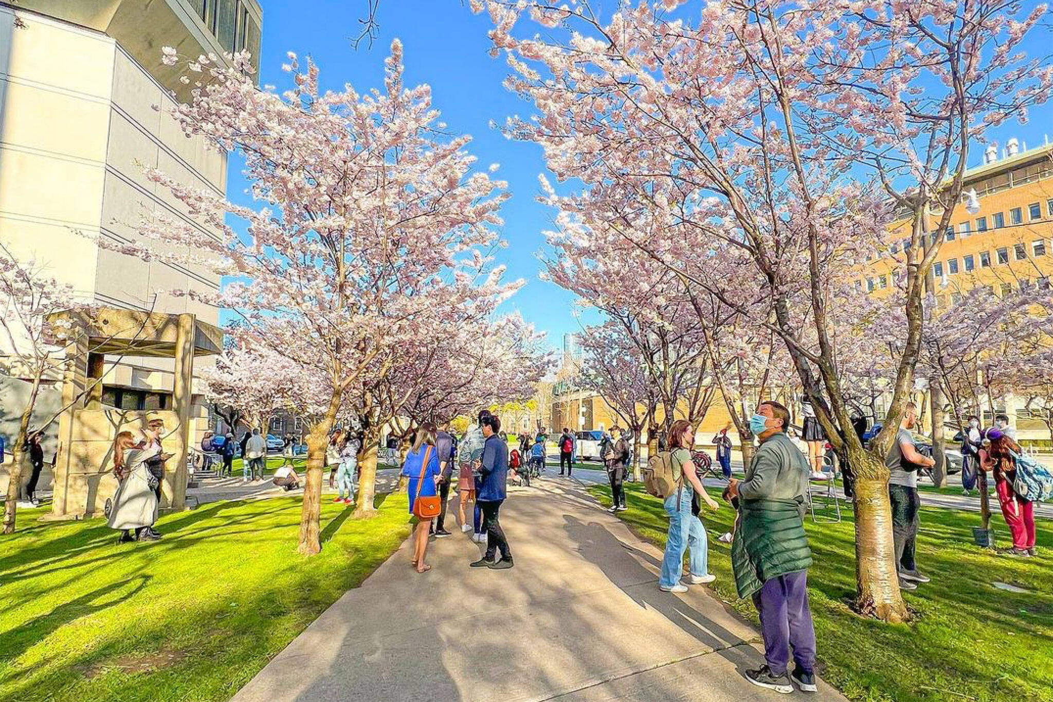 cherry blossoms toronto 2022