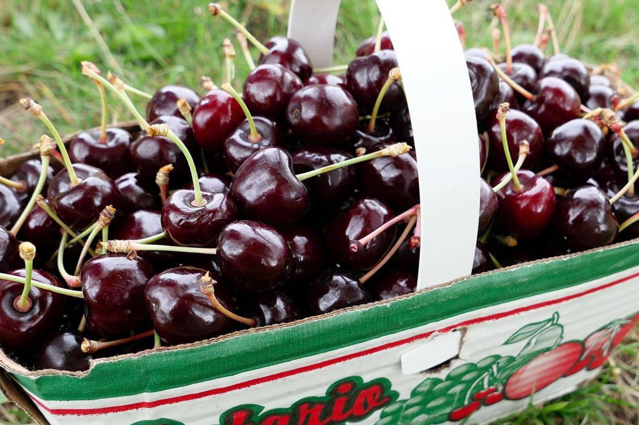 pick your own cherries