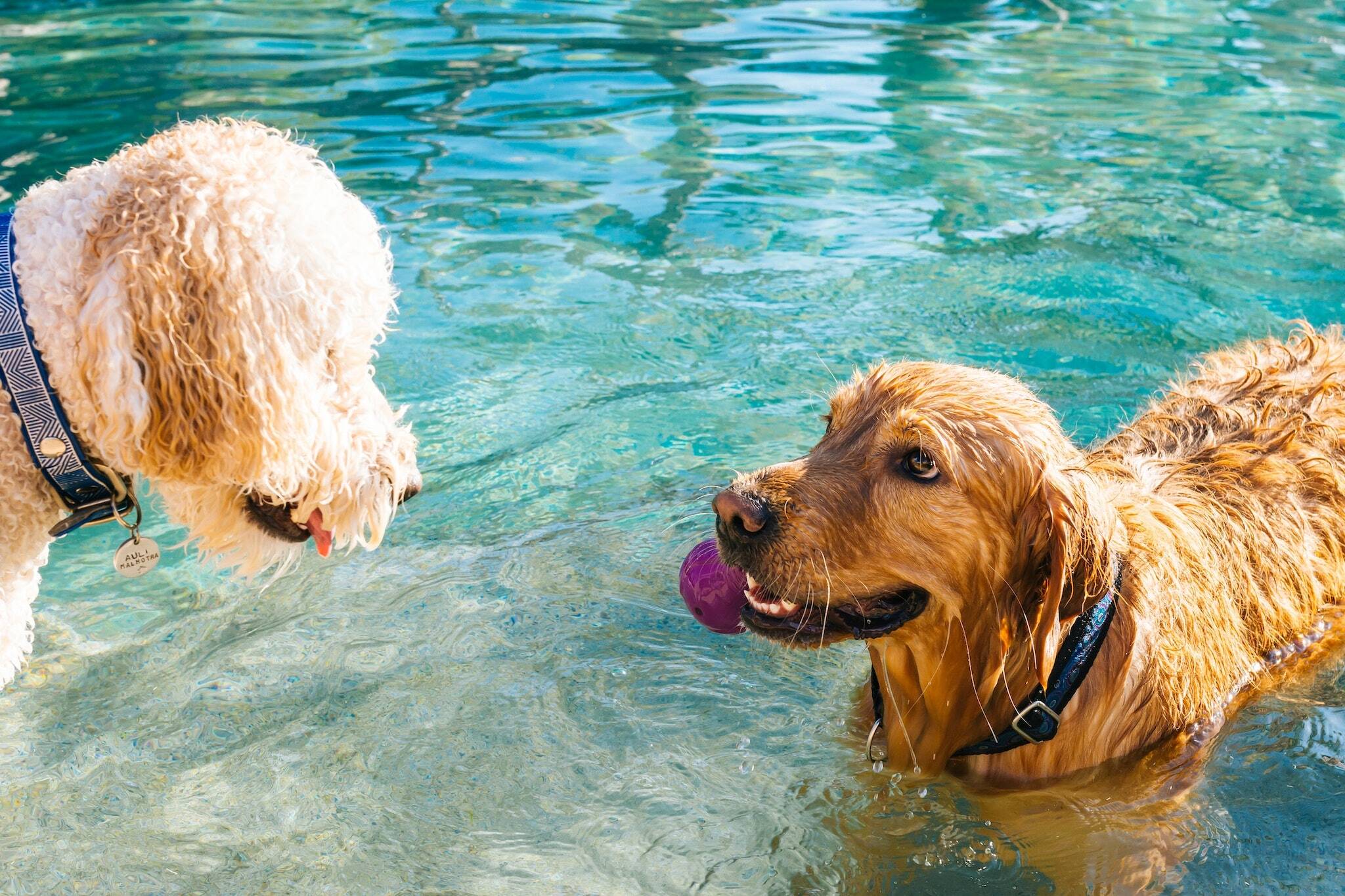 dogs pools toronto