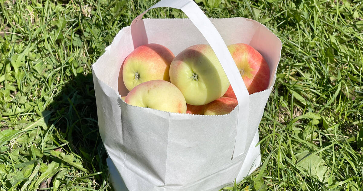 12 orchards for apple picking near Toronto – Toppiest