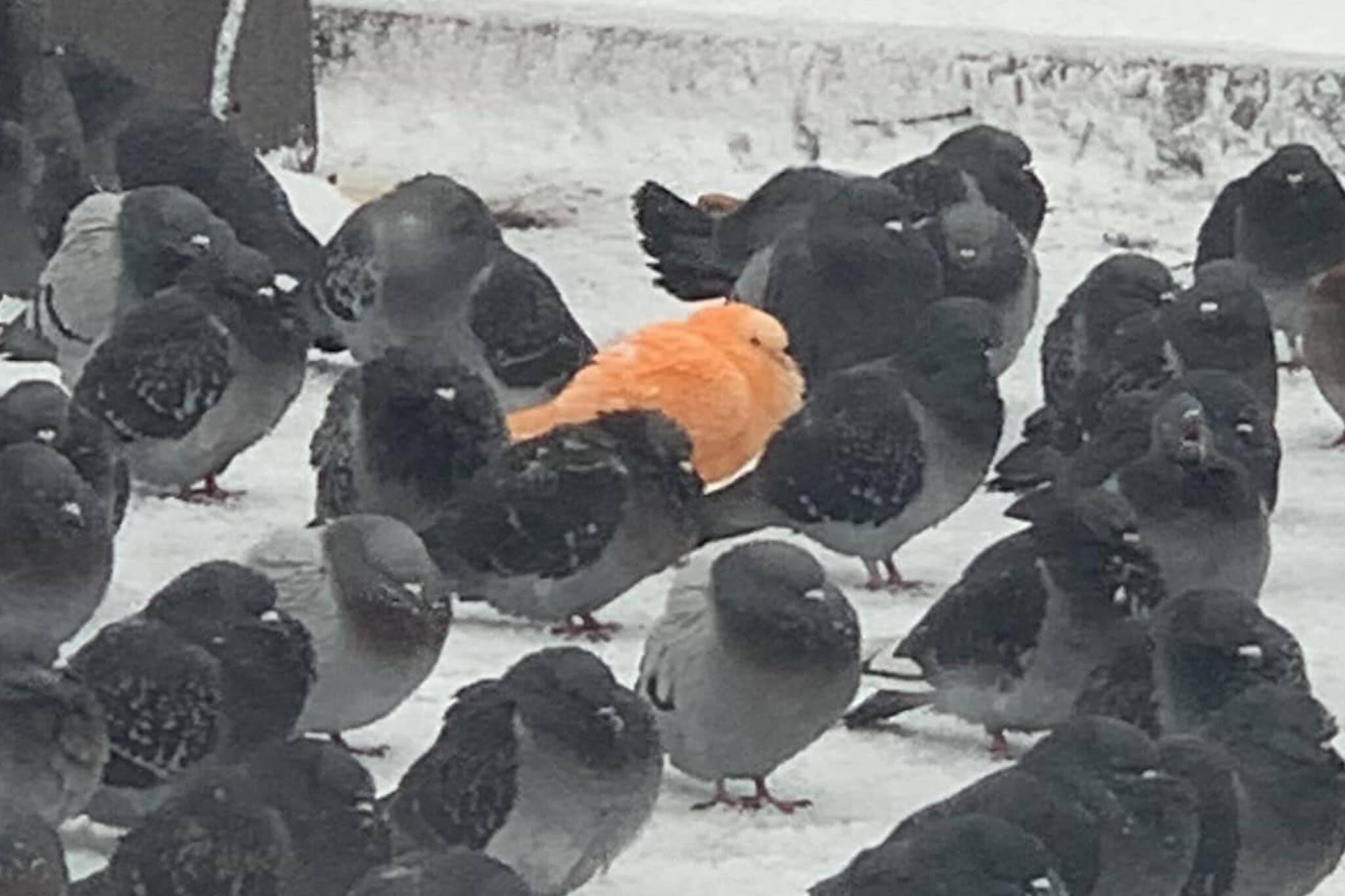 orange pigeon toronto