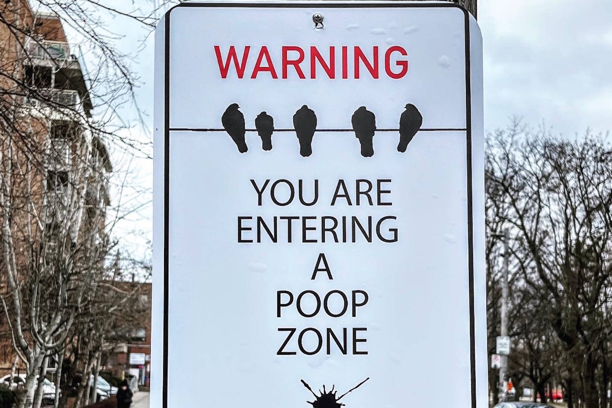 toronto bird poop