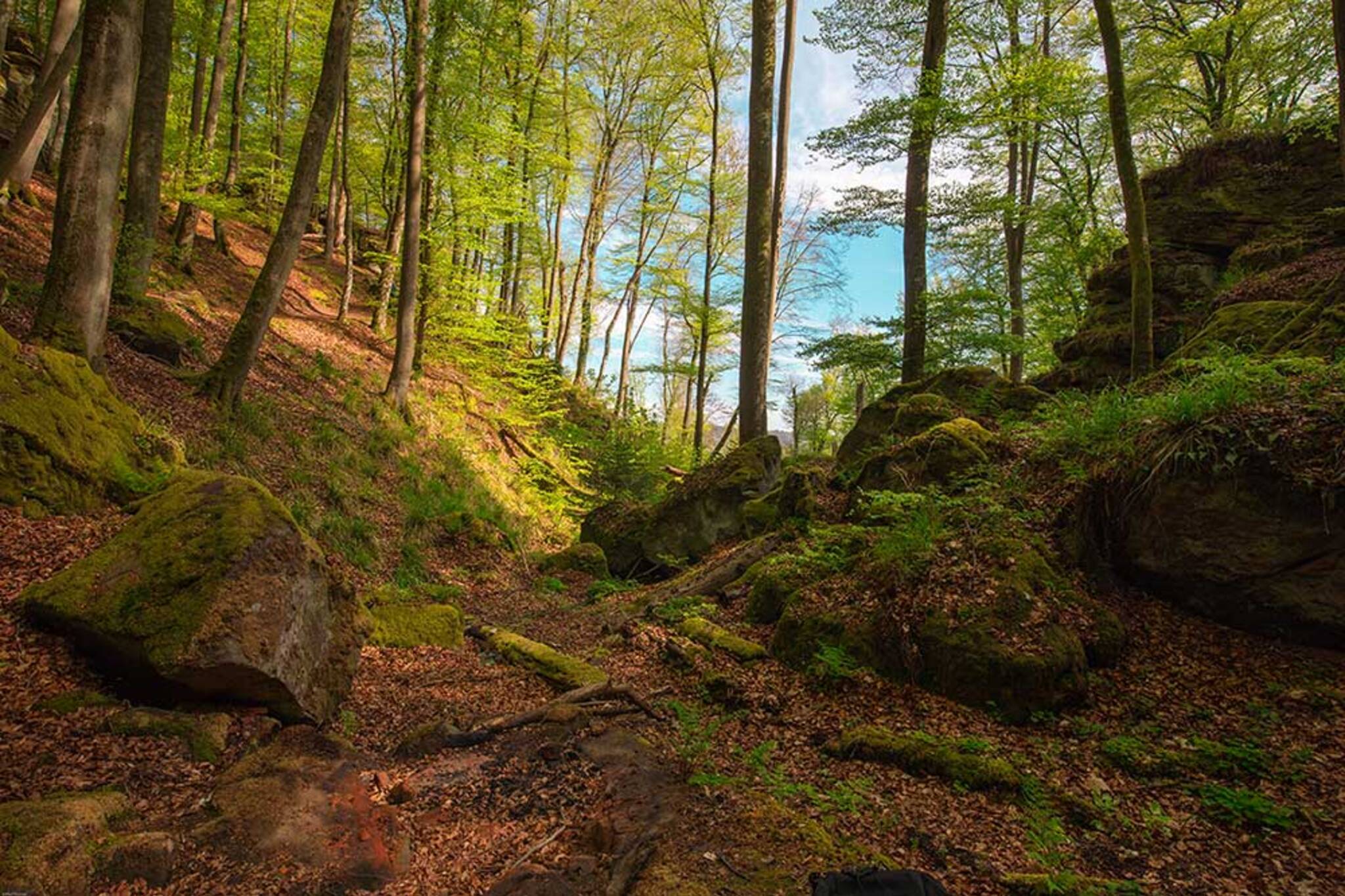 Unearthing Five Exhilarating Hikes In Toronto
