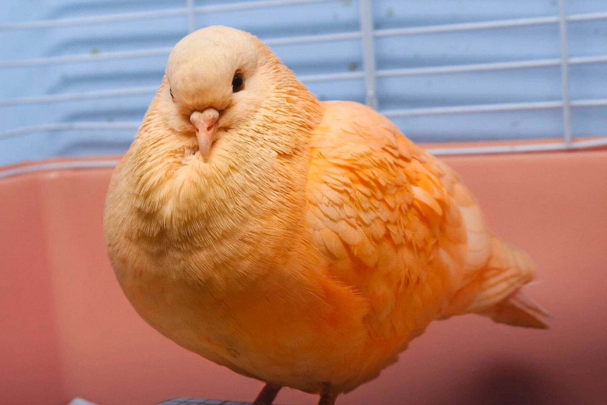 toronto orange bird