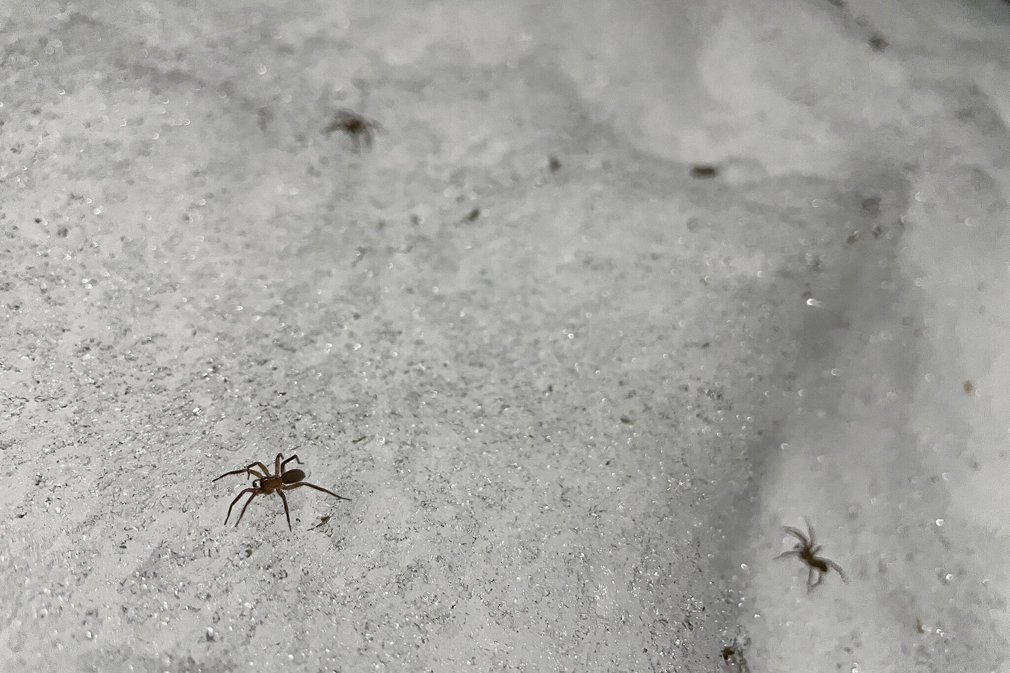 snow spiders canada