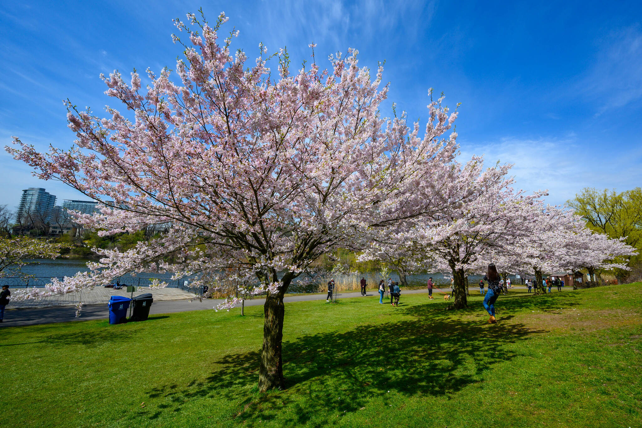 Cherry blossoms are now in bloom at High Park in Toronto