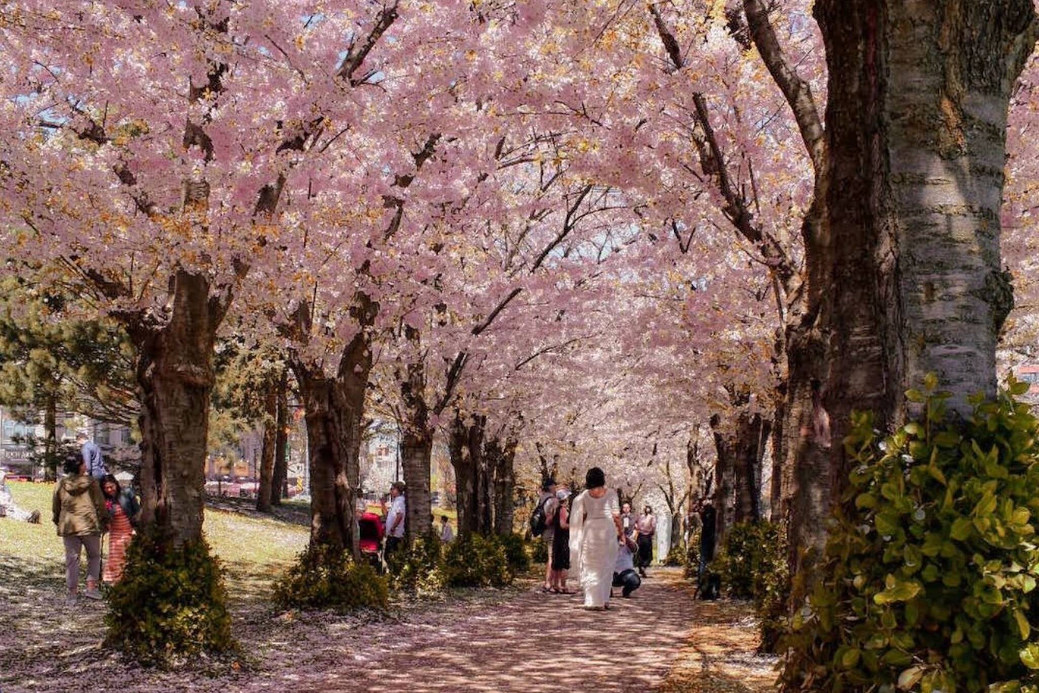 toronto cherry blossom burlington