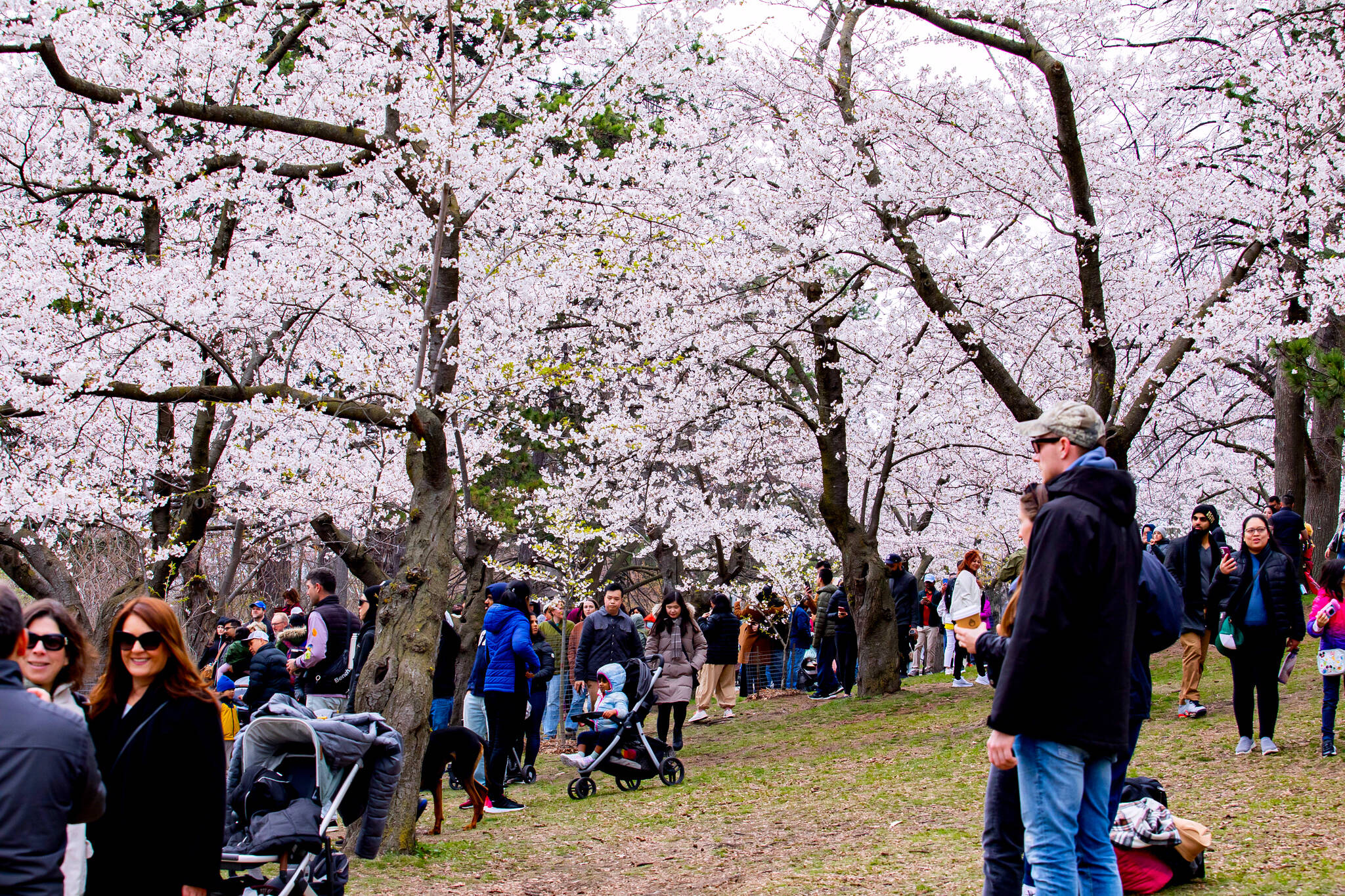 High Park Cherry Blossoms Toronto