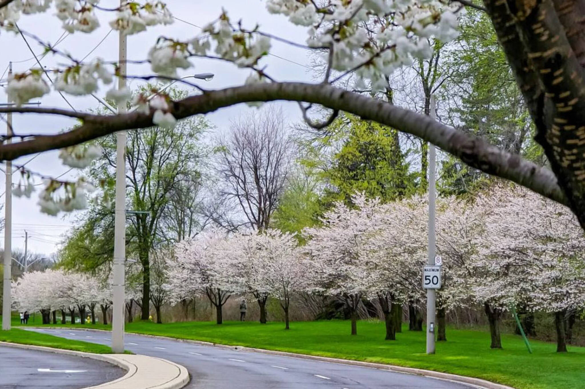 Centennial Park cherry blossoms