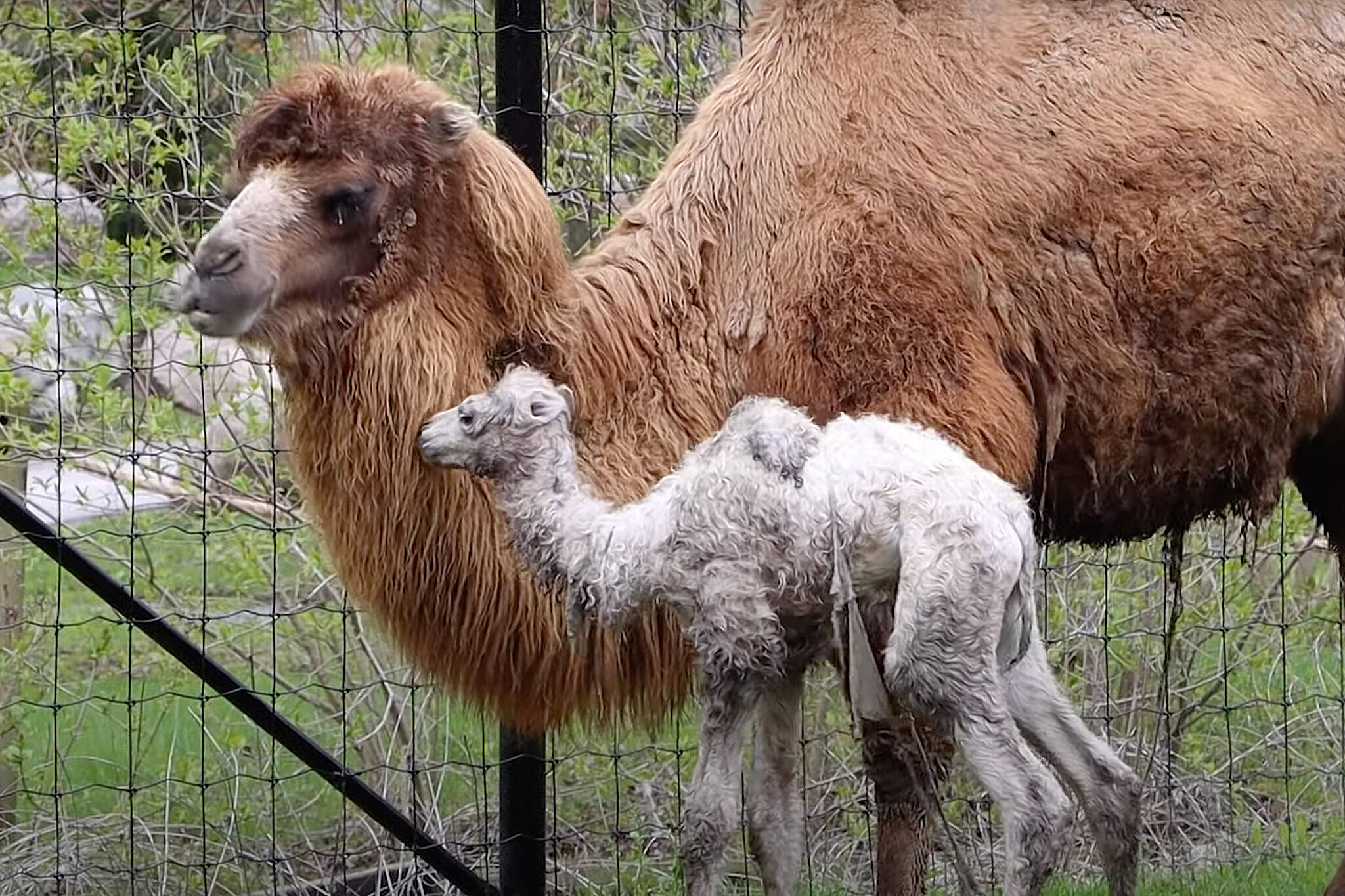Baby camel Toronto Zoo