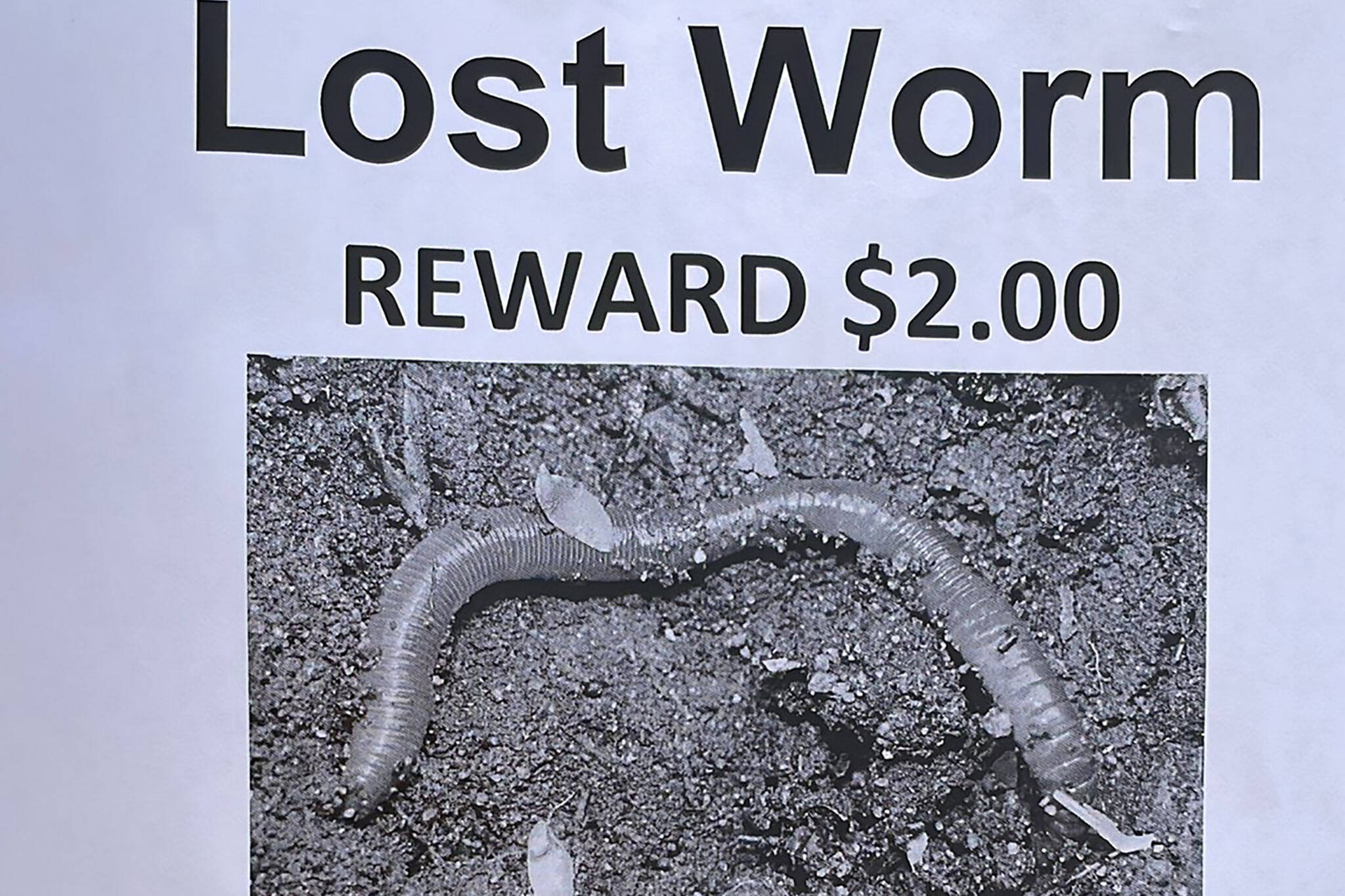 lost worm toronto