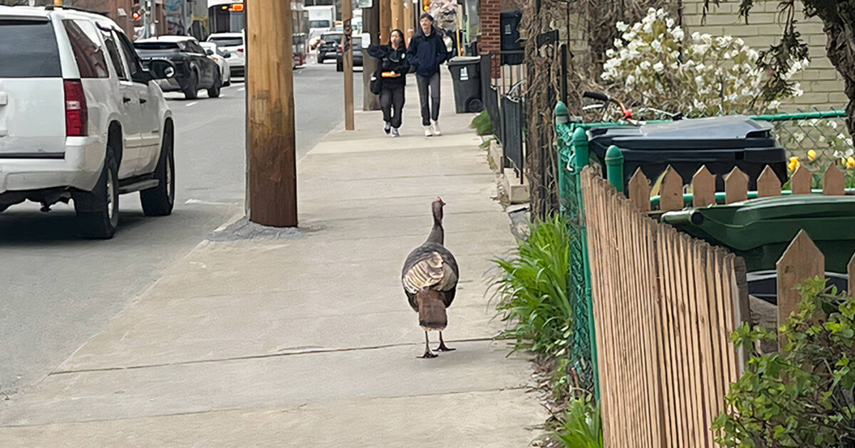 Wild turkeys are roaming Toronto and here’s where you can see them