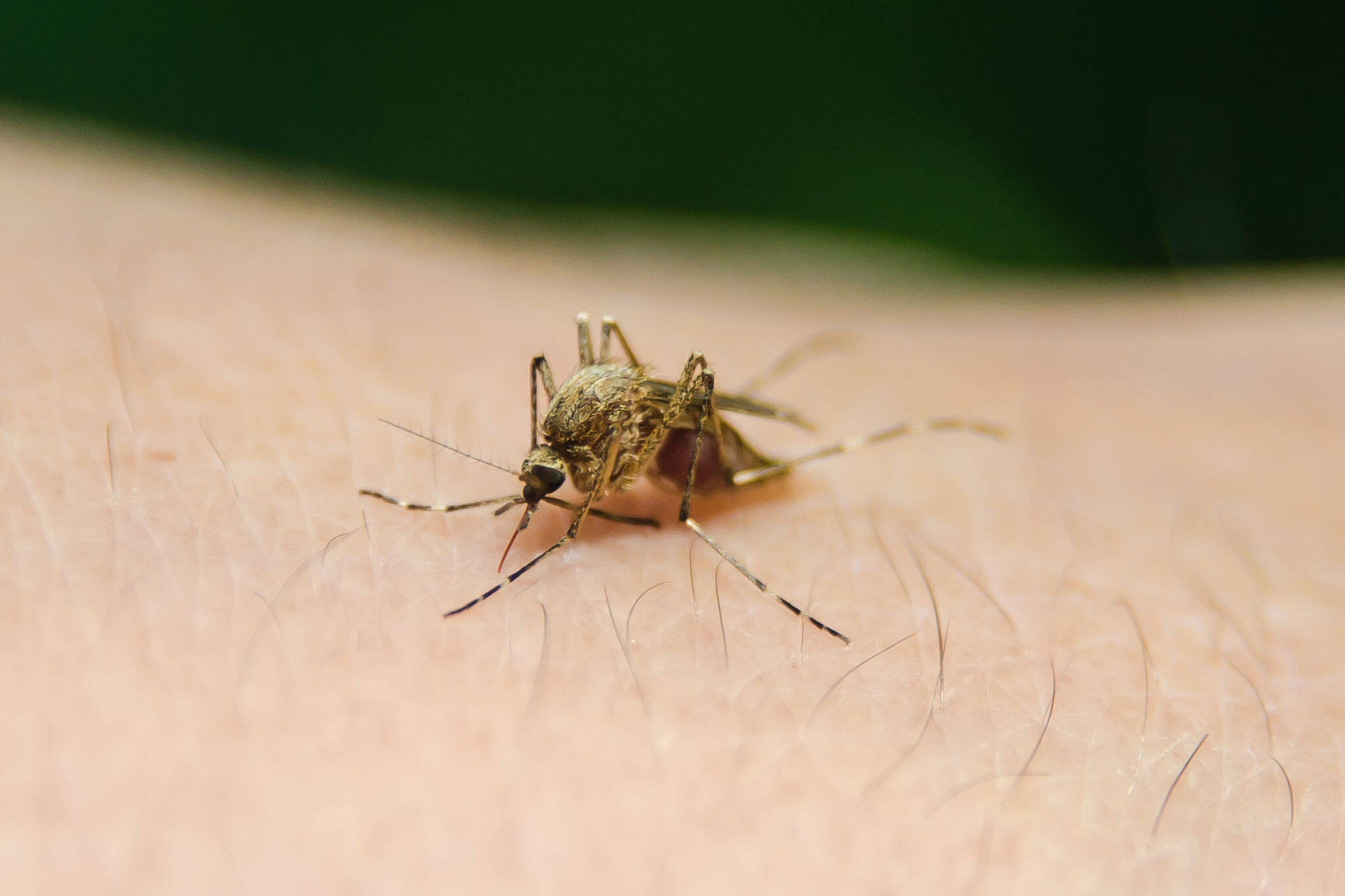加拿大的蚊子季节