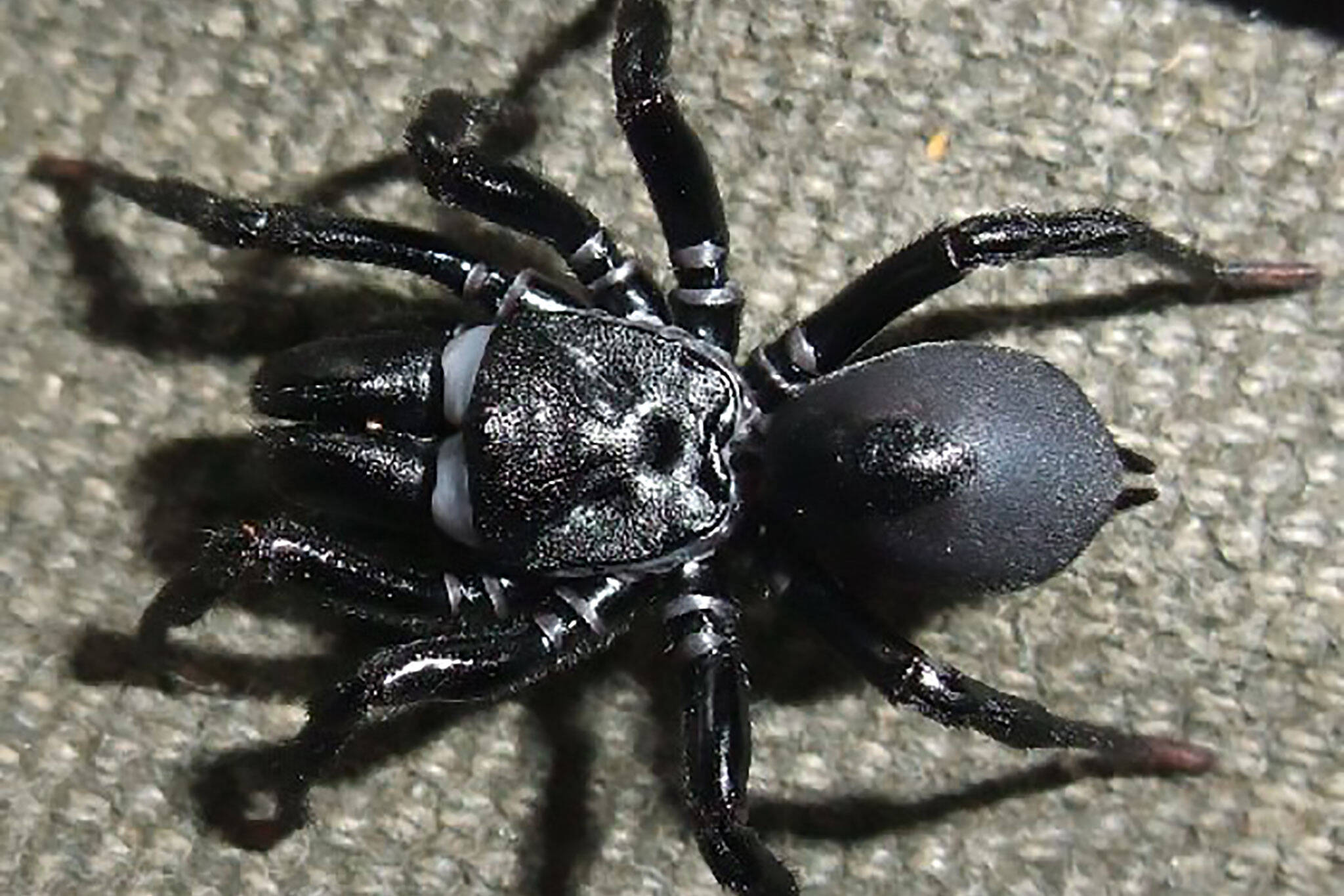 black purse web spider toronto