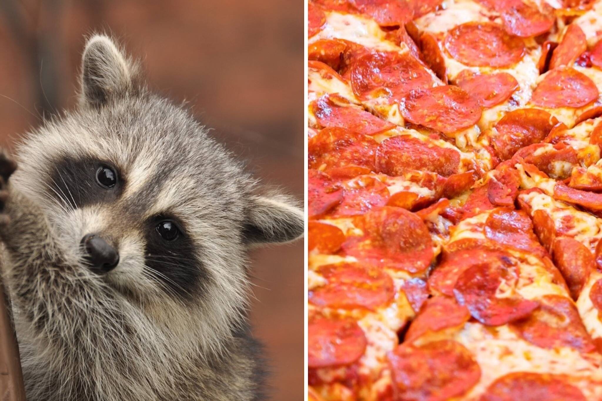 raccoon toronto pizza