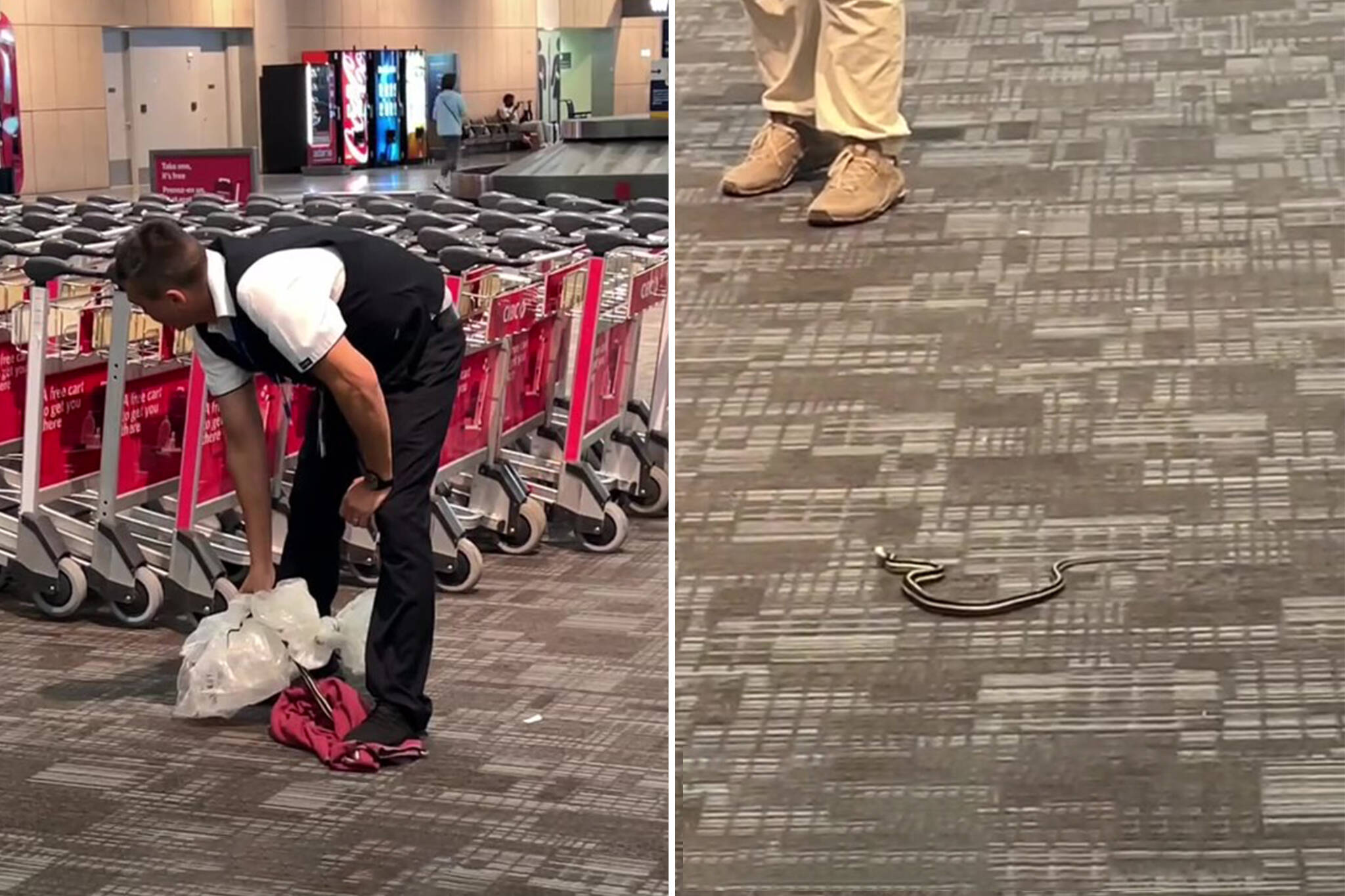 snake pearson airport