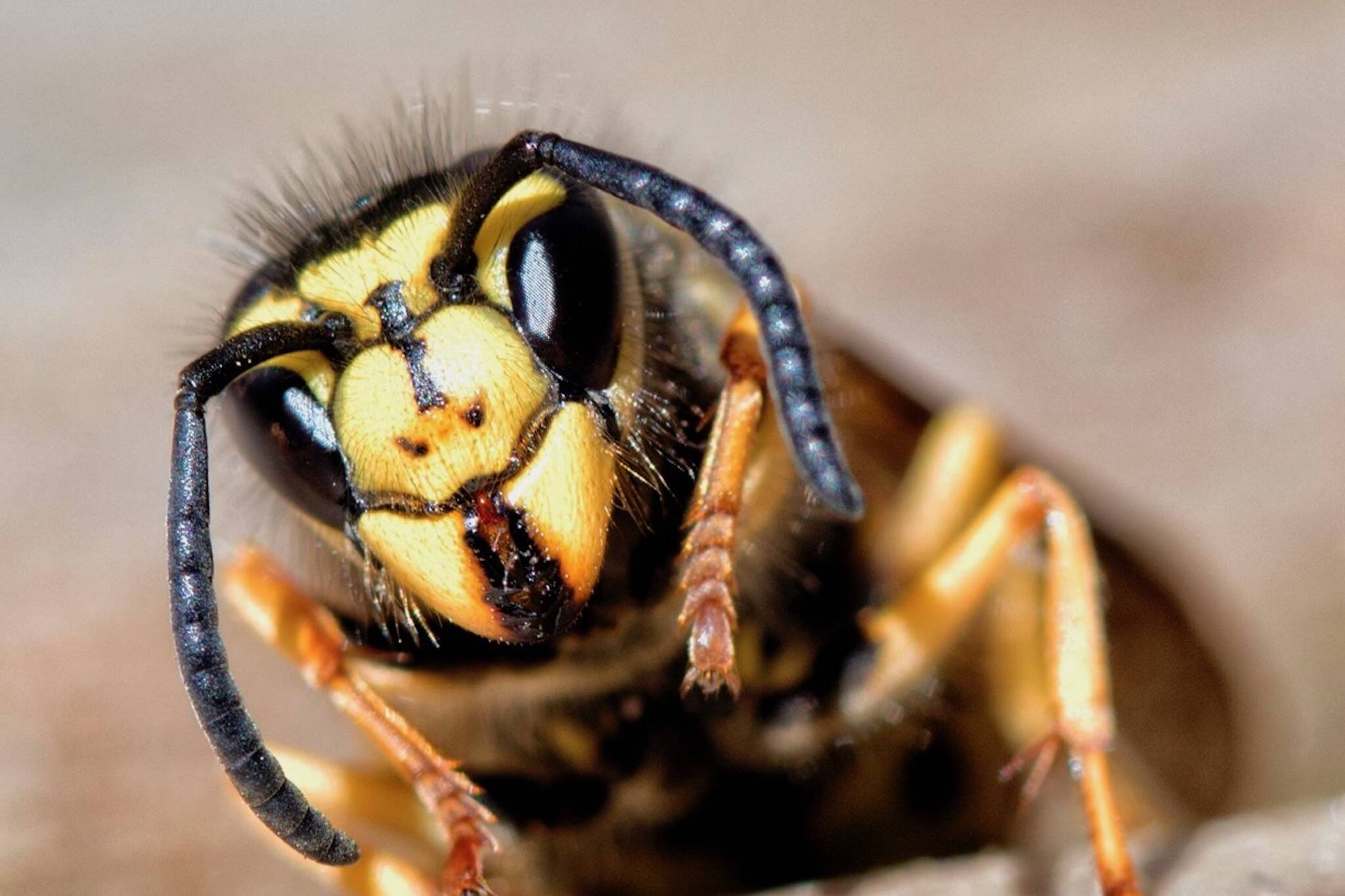 Yellowjackets: Swarming decaying produce or garbage near you