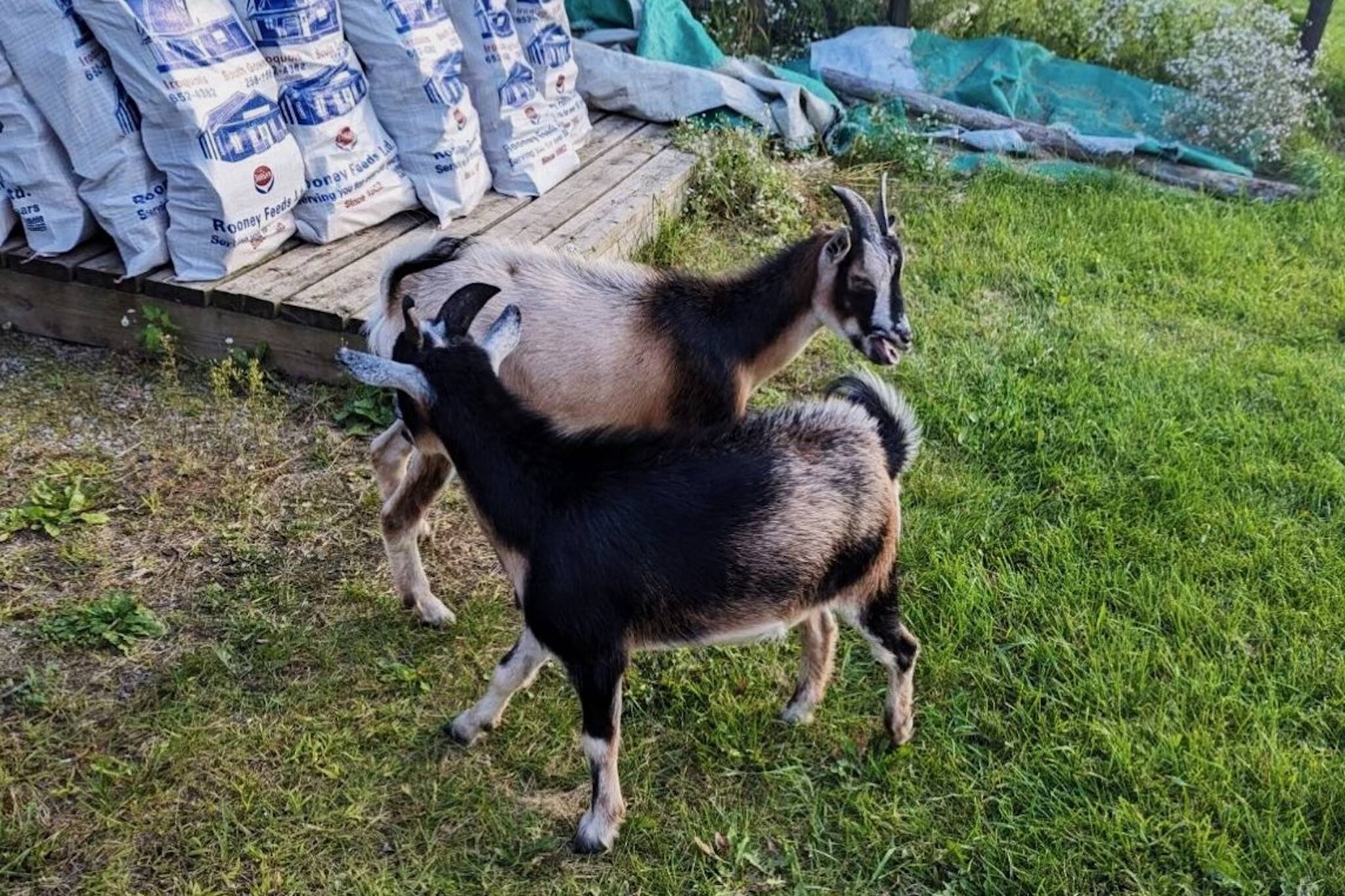 ontario provincial police goats