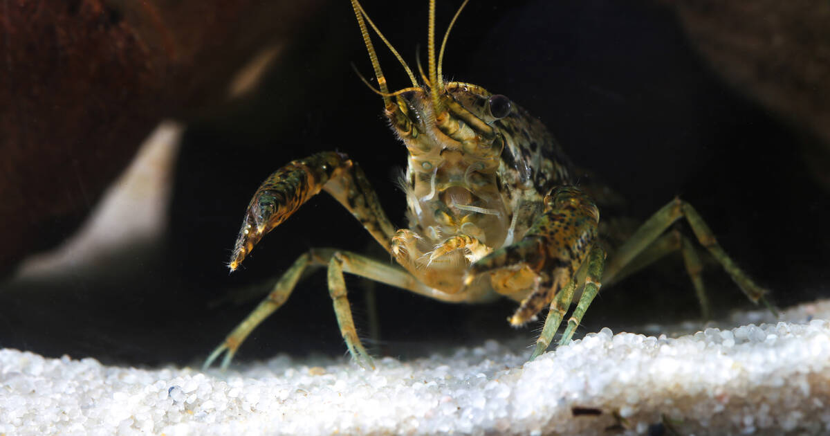 Invasive mutant self-replicating lobster-like creatures have arrived in ...