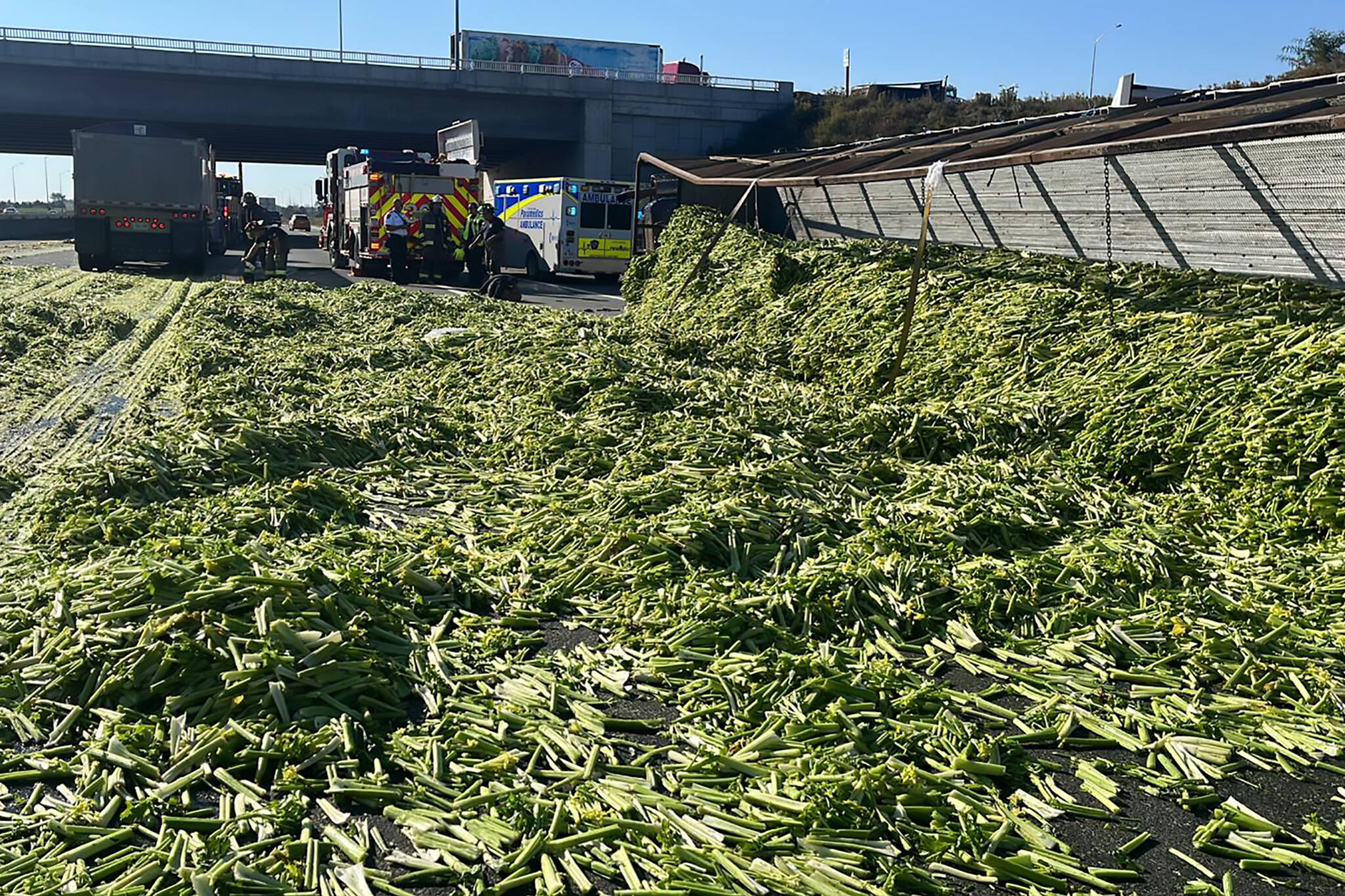 ontario highway 400 celery