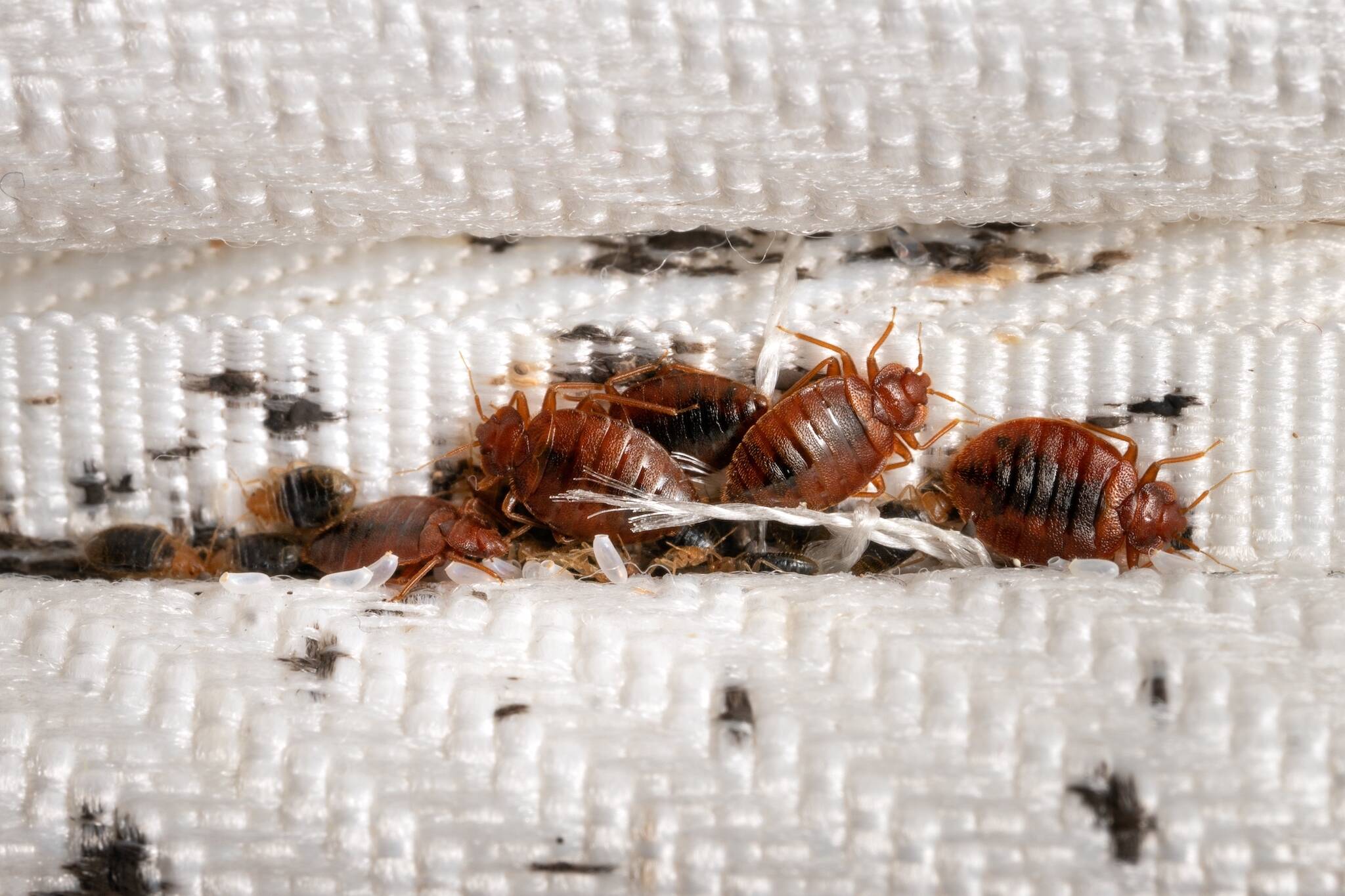 toronto bed bugs