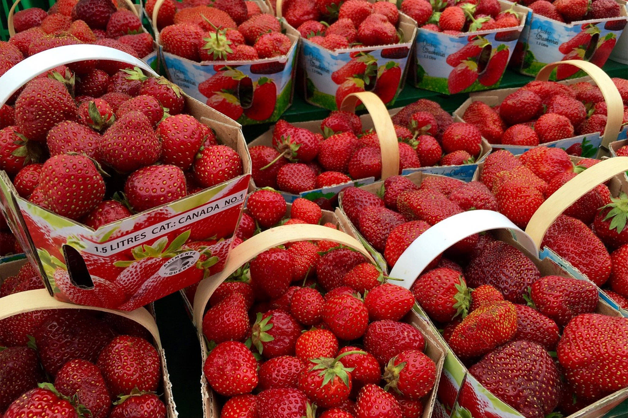 pick your own strawberries ontario