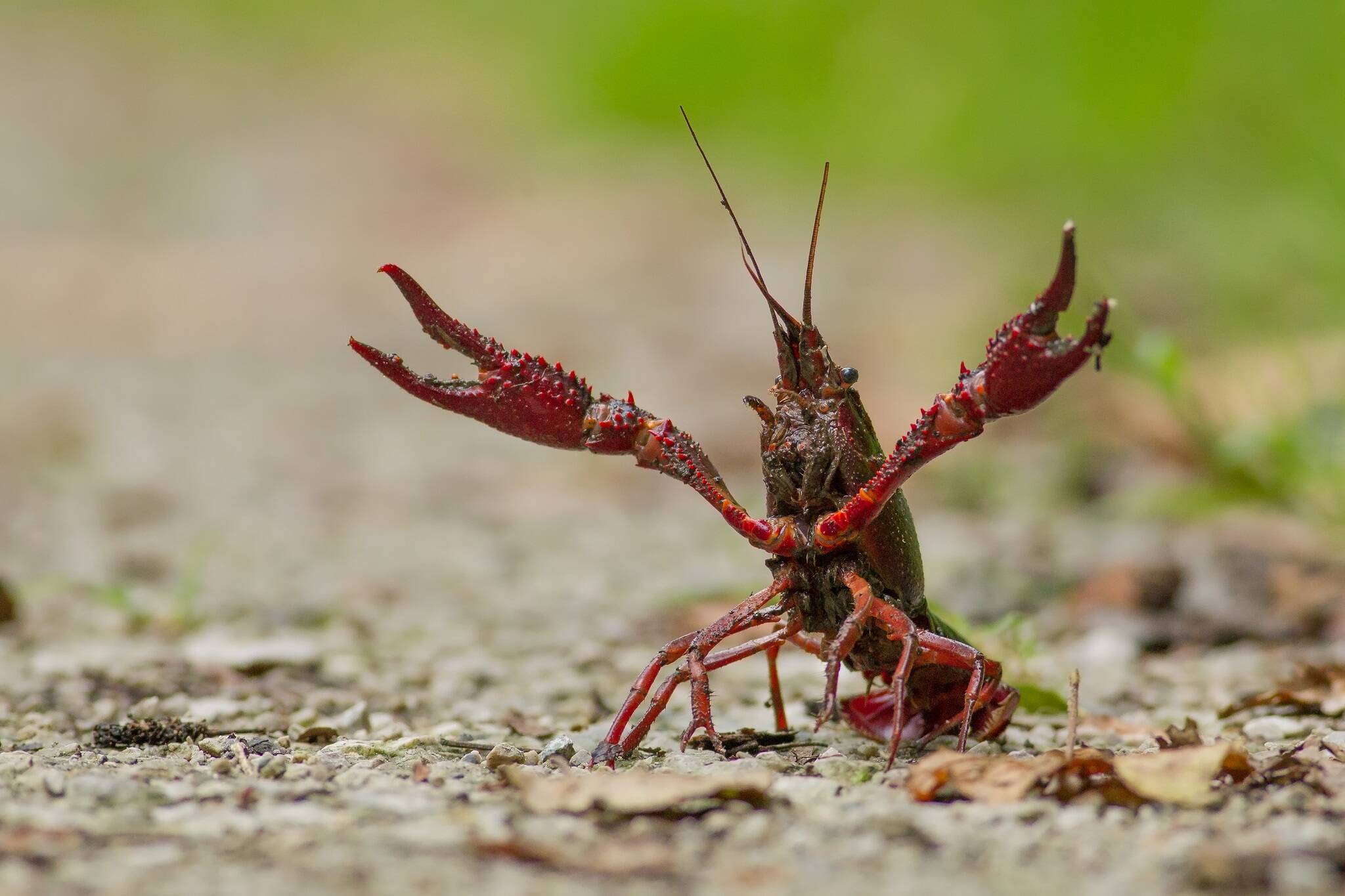 invasive crayfish ontario