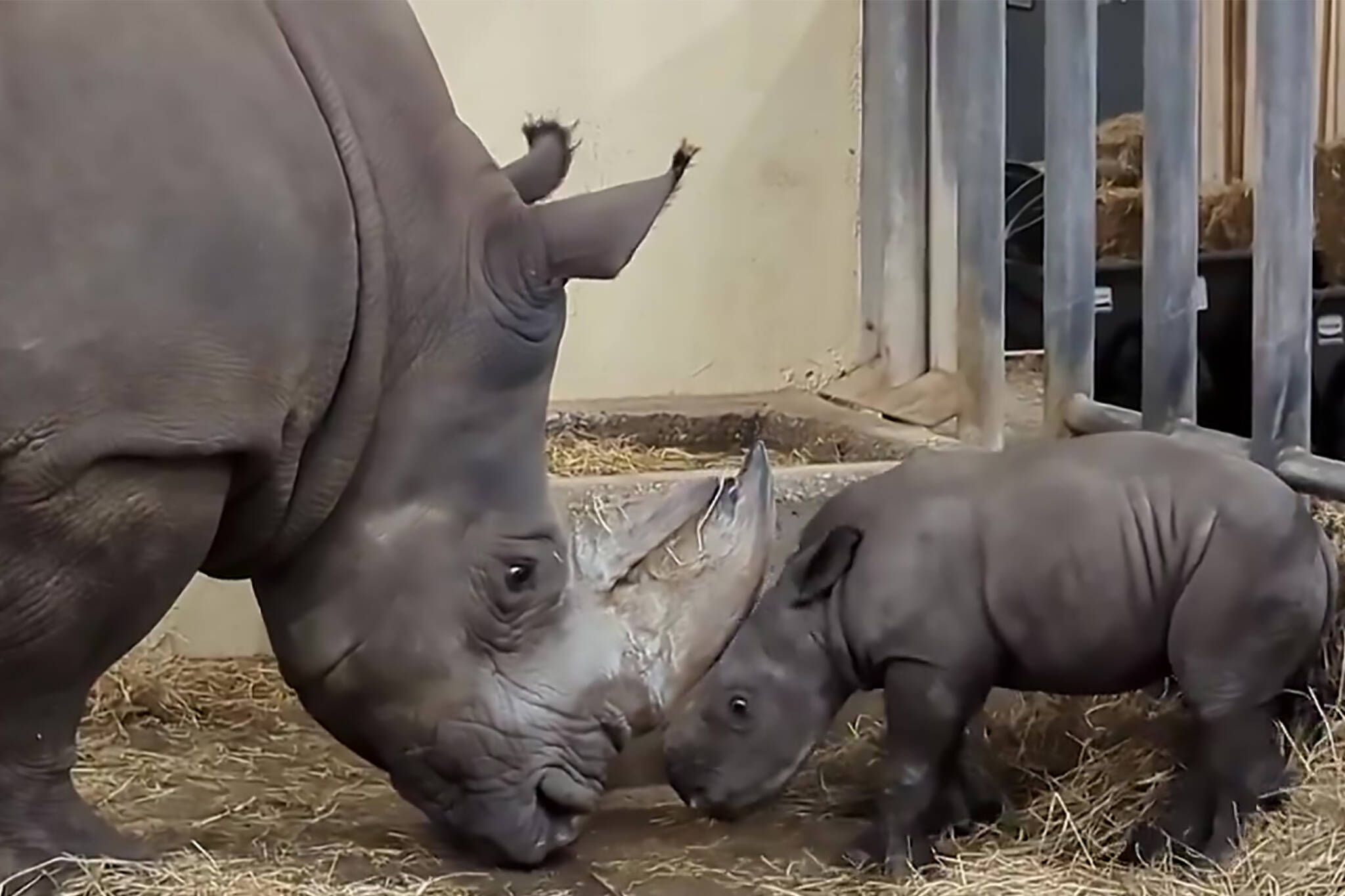 rhino toronto zoo