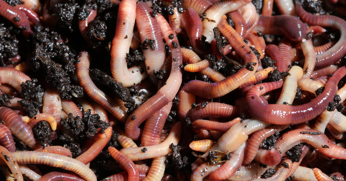 Alien invasion: Non-native earthworms threaten ecosystems