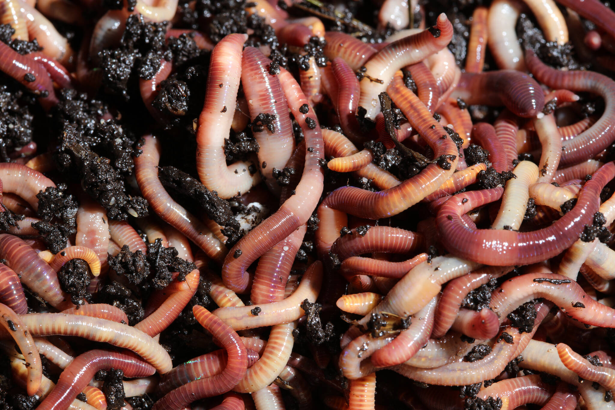 earthworms canada