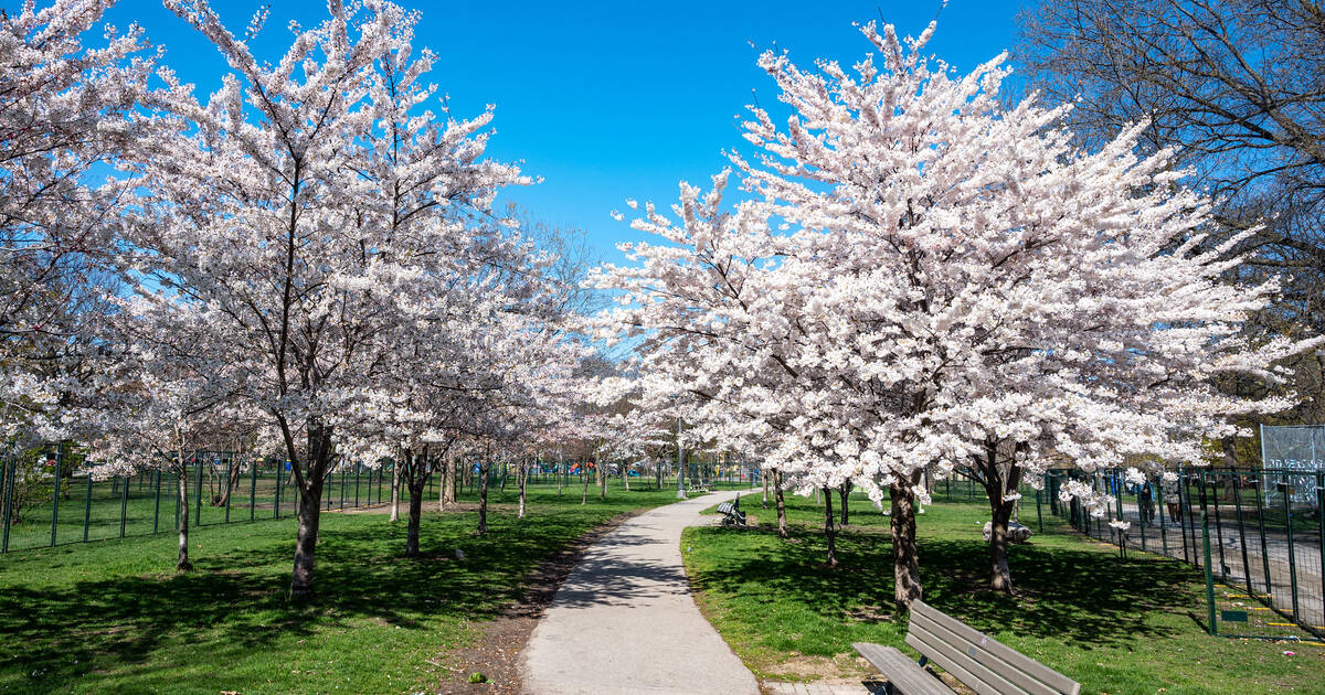 2024年多伦多樱花盛开的预计时间是什么时候