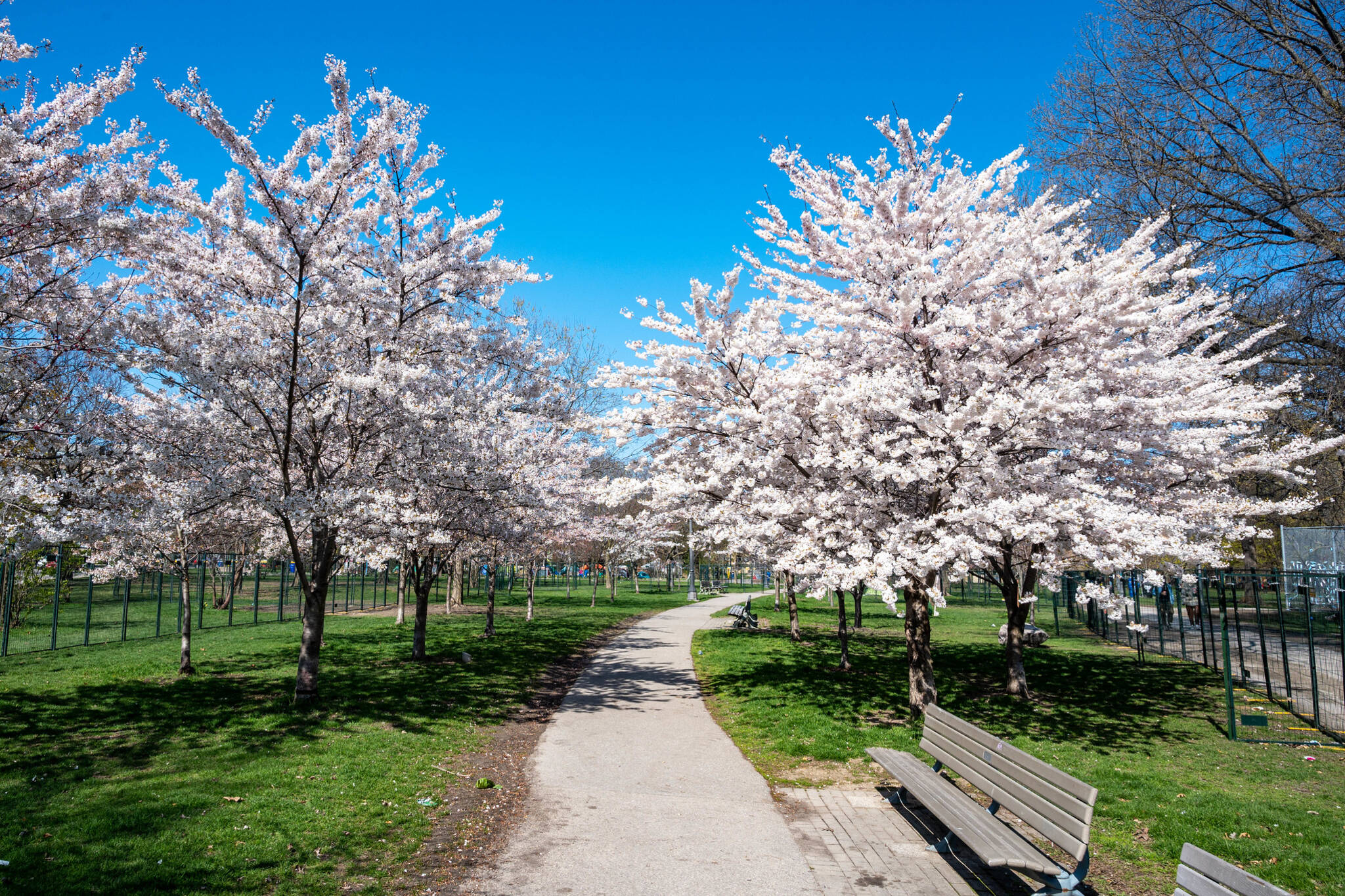 cherry blossoms high park 2024