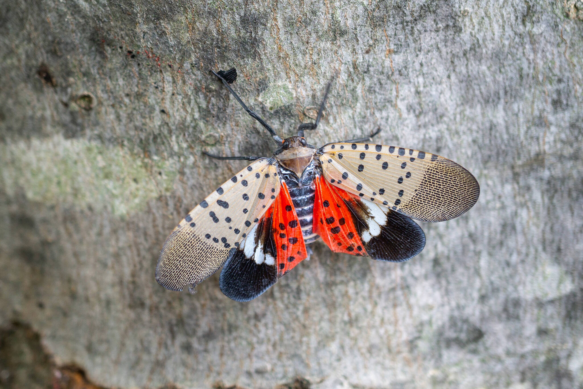 spotted lanternfly ontario