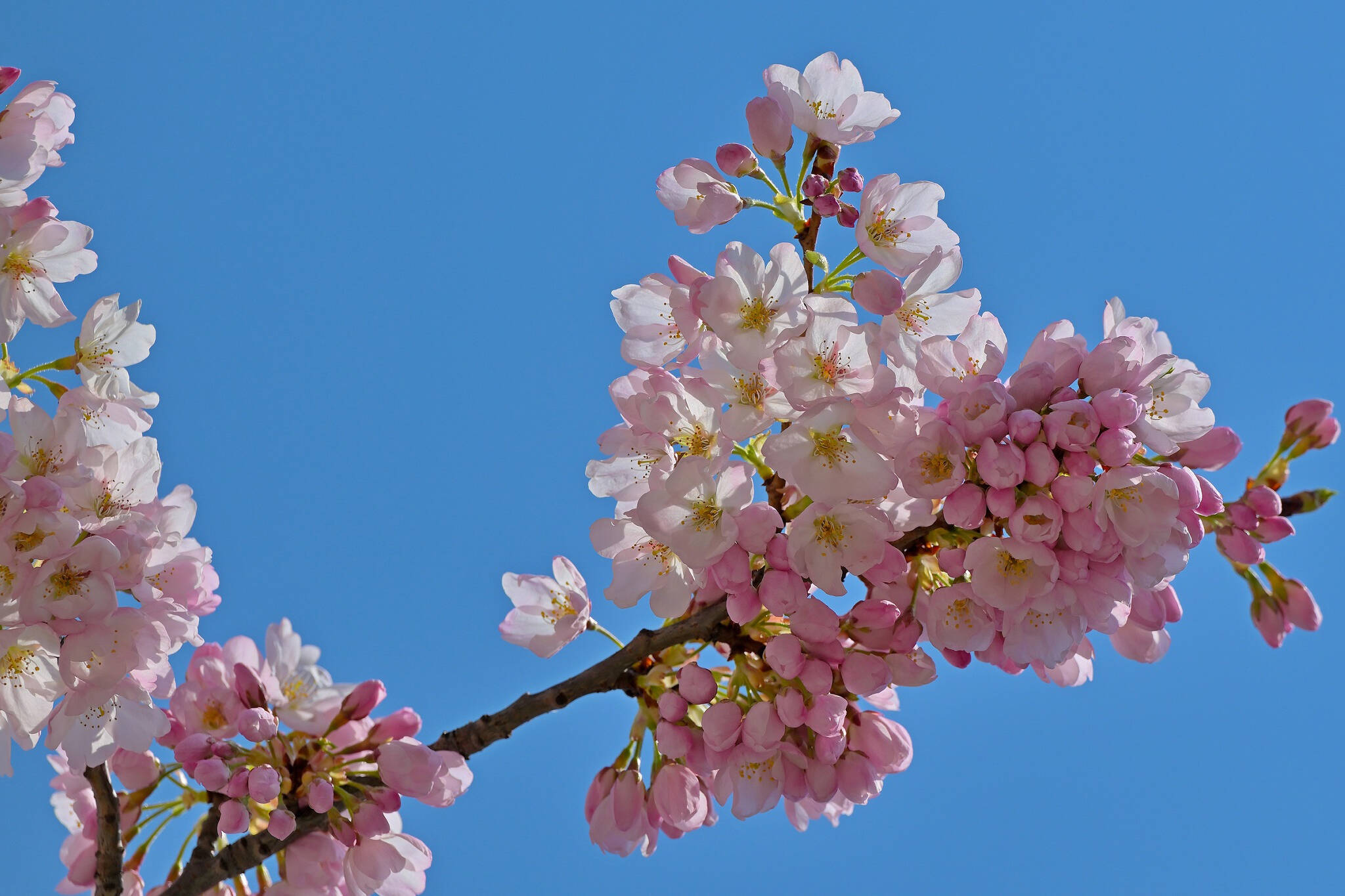 high park cherry blossoms 2024
