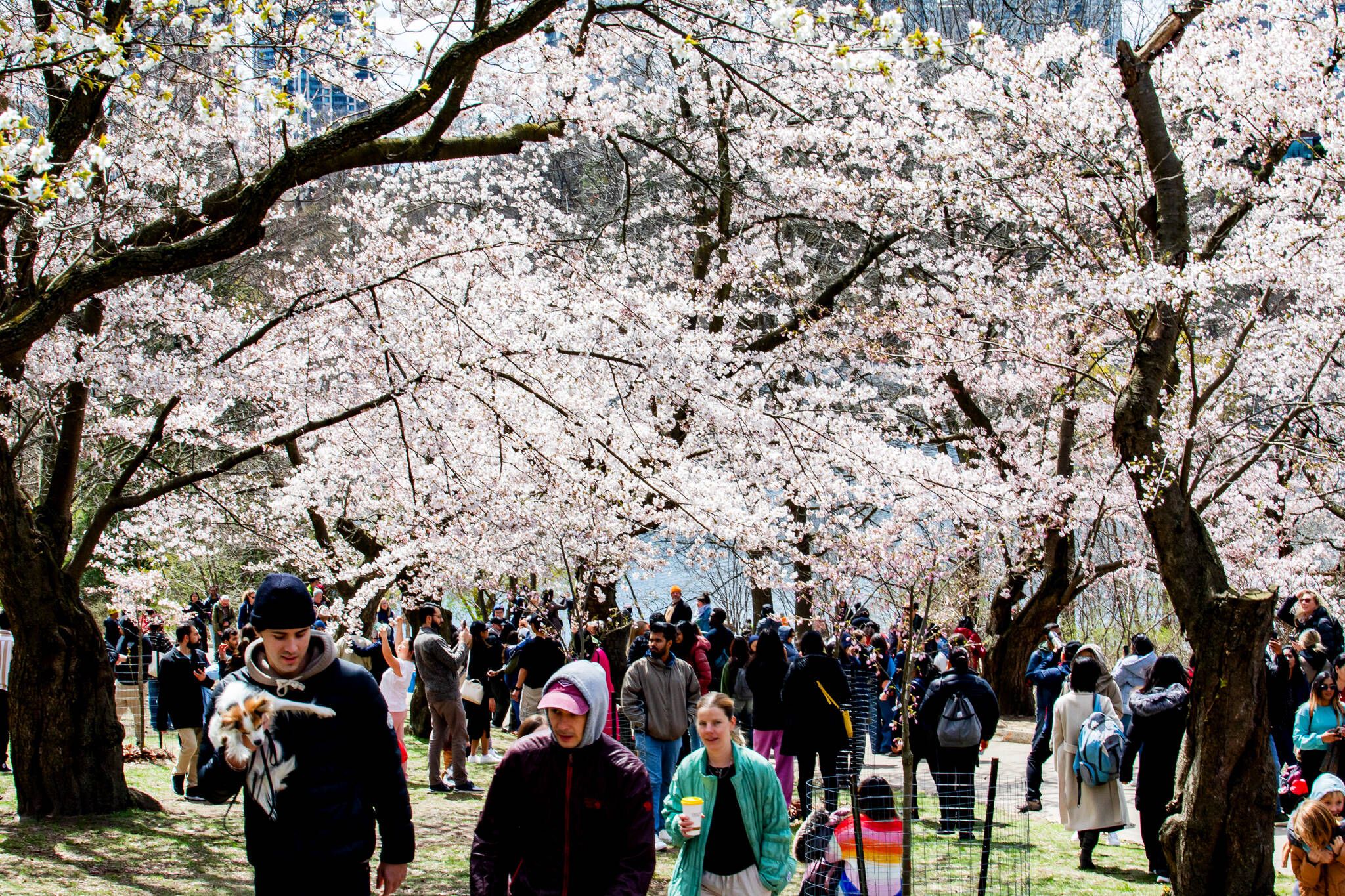 cherry blossoms high park