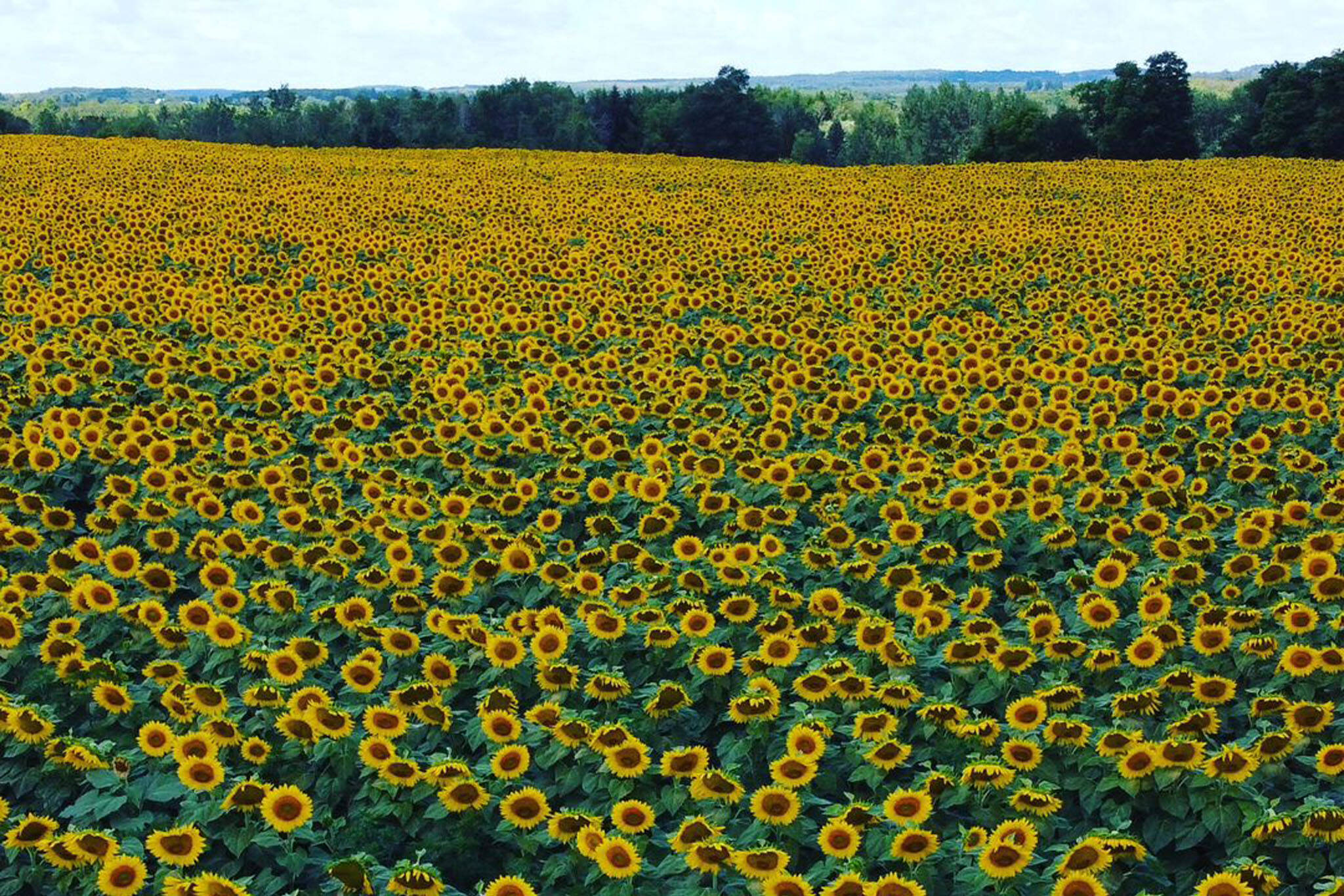 sunflower festival ontario