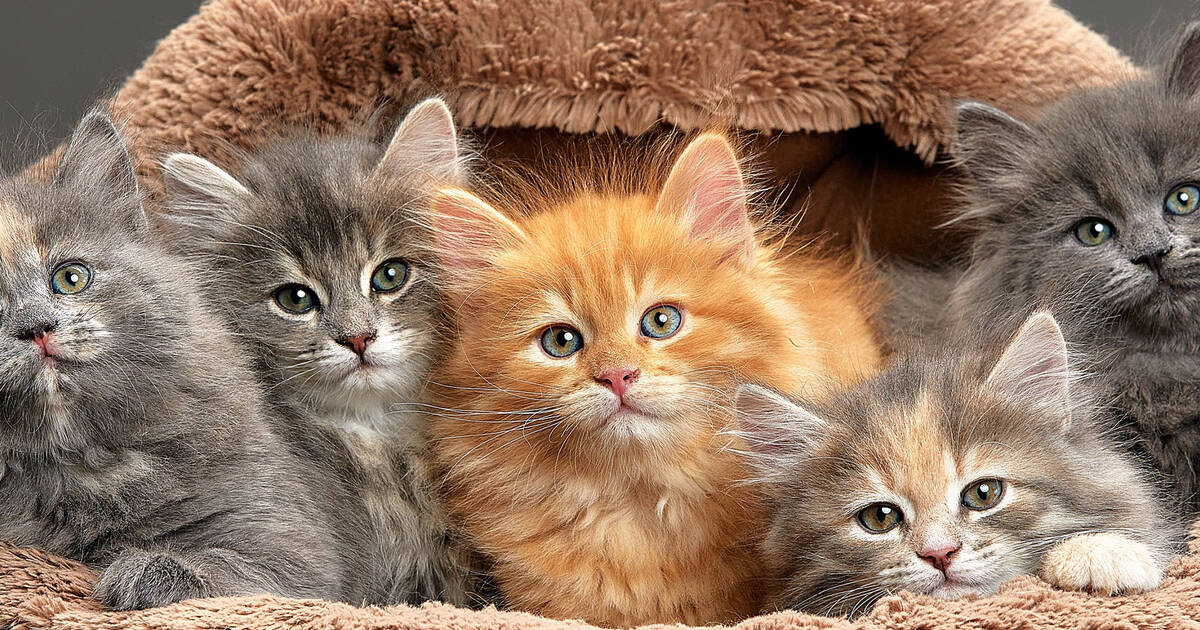 多伦多下个月将举办“猫咪狂欢节”