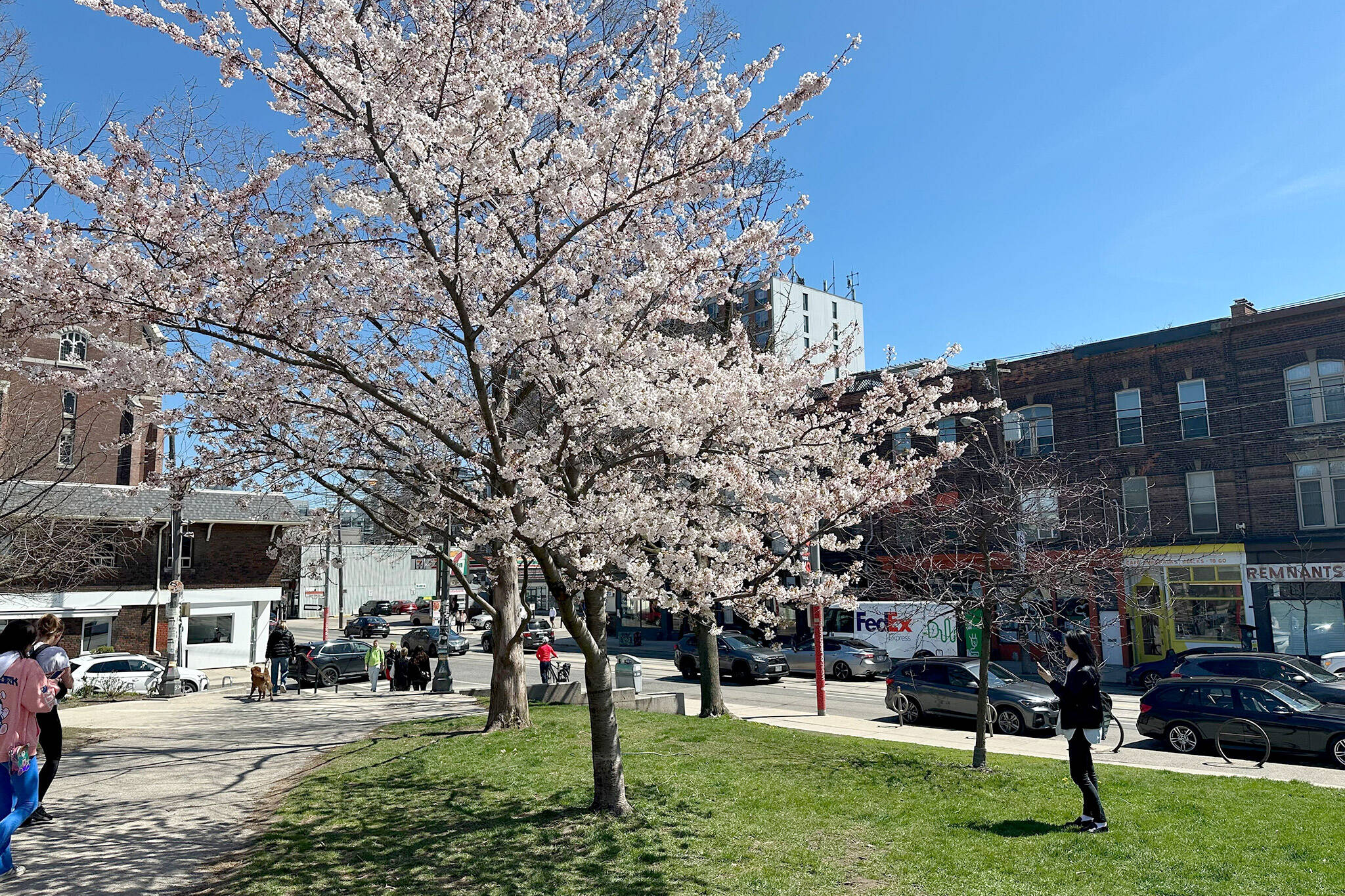 The cherry blossoms have started to bloom at Trinity Bellwoods Park