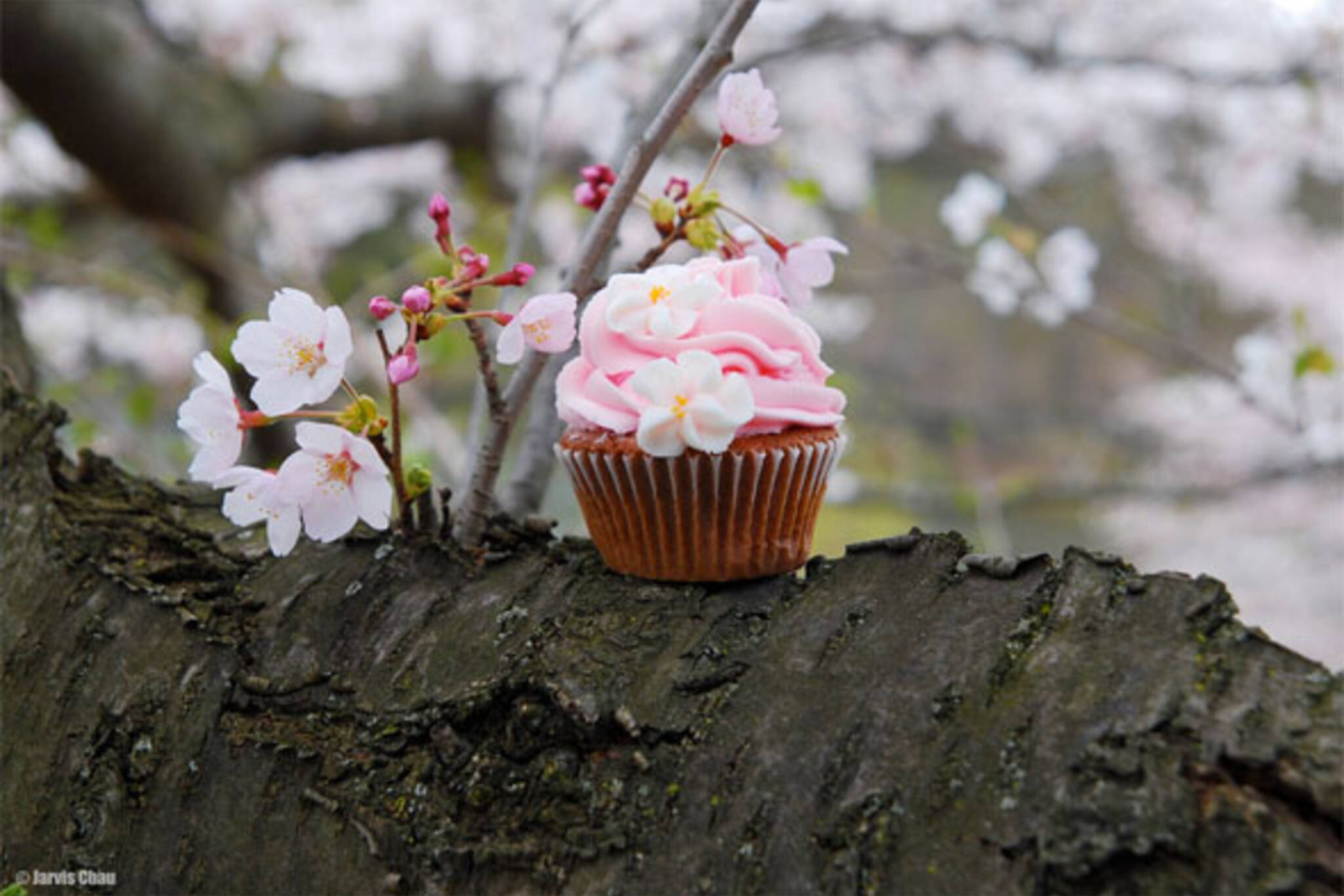 cupcake cherry blossom