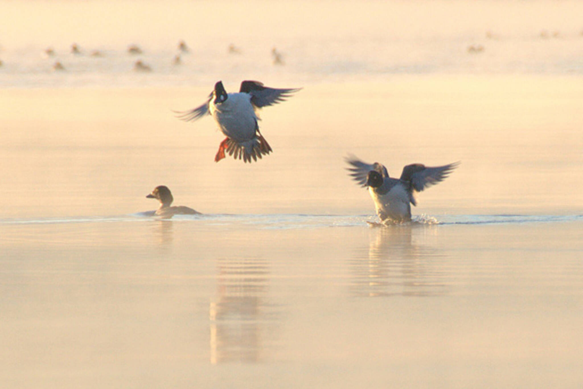 ducks landing