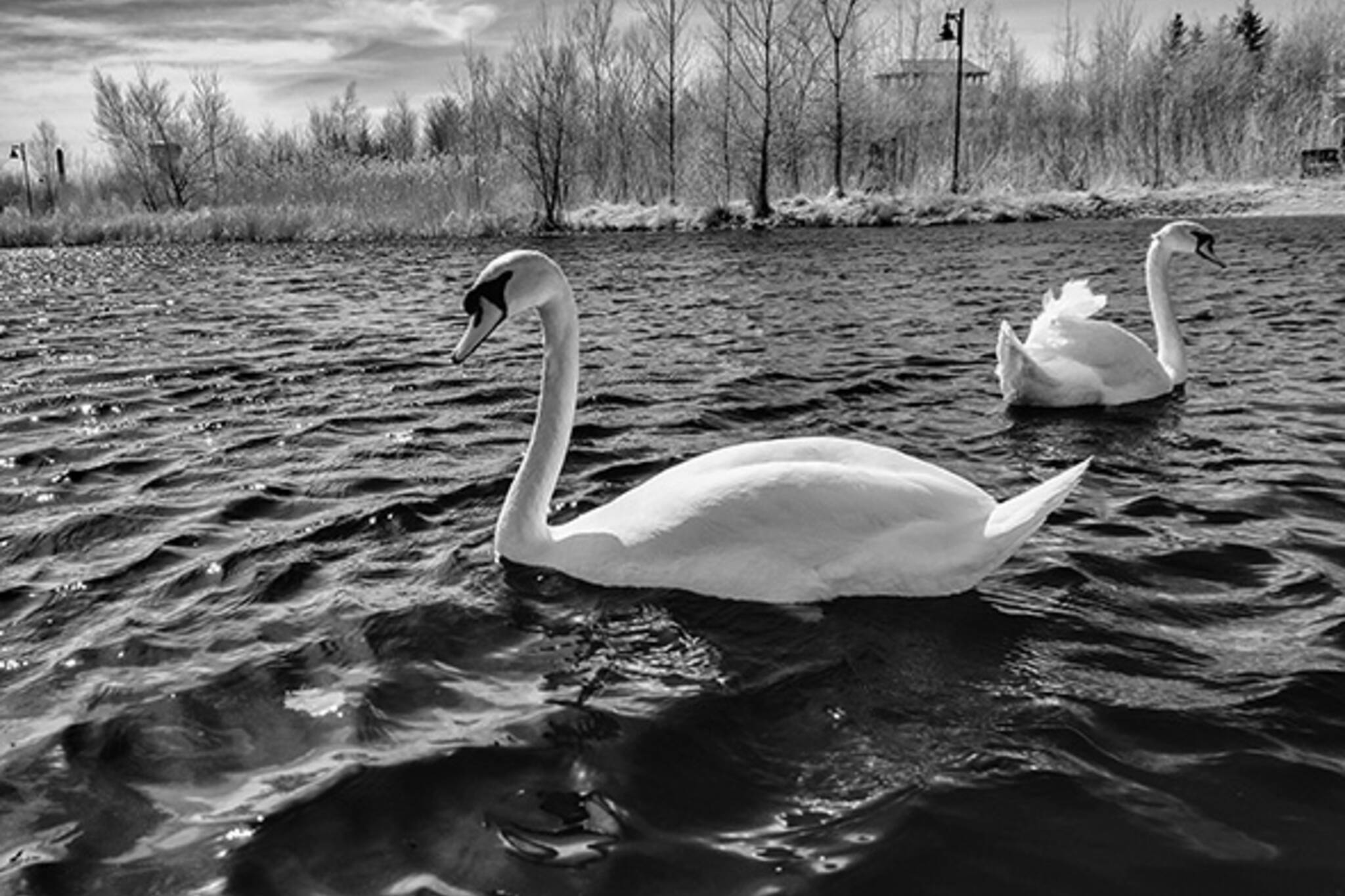 swans toronto