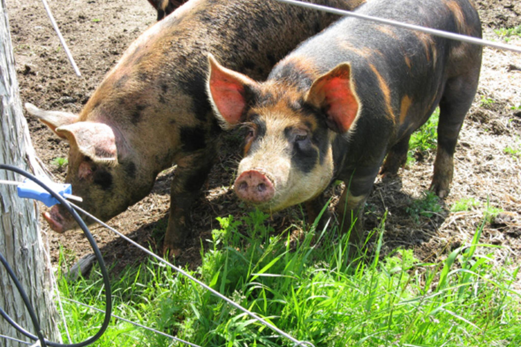 Stoddart Farm Pigs