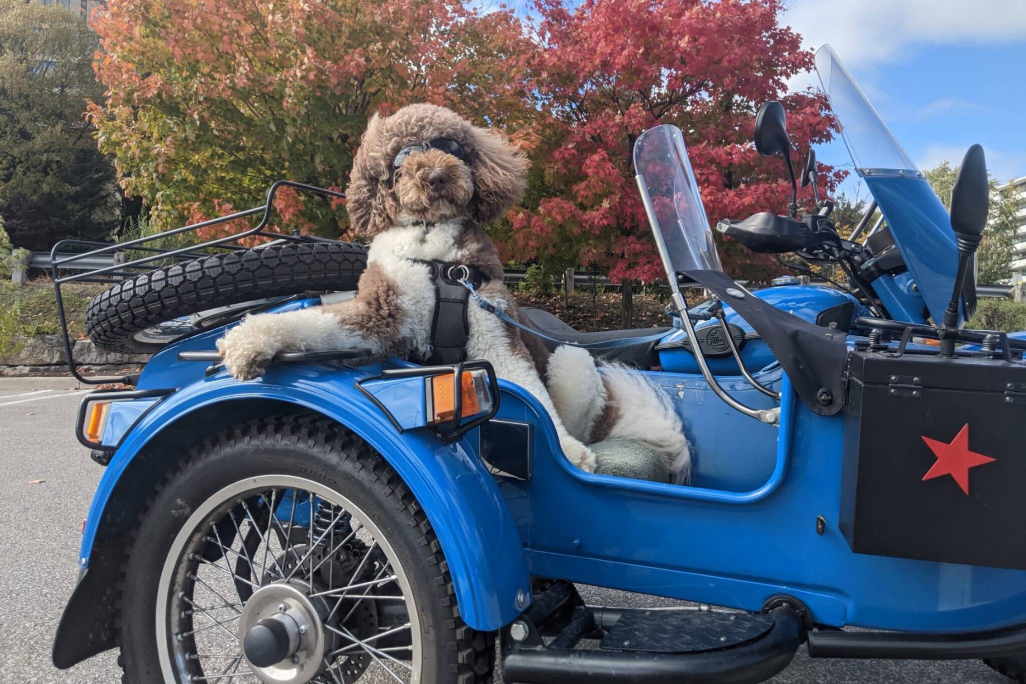 Even Doug Ford loves this goggle-wearing dog who rides in a Toronto sidecar