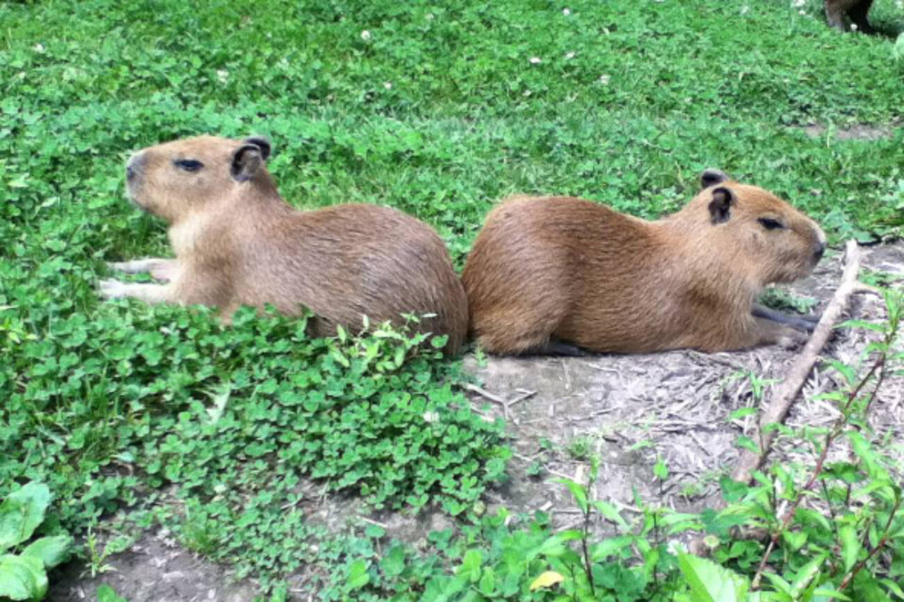 Two large rodents have escaped from the High Park zoo