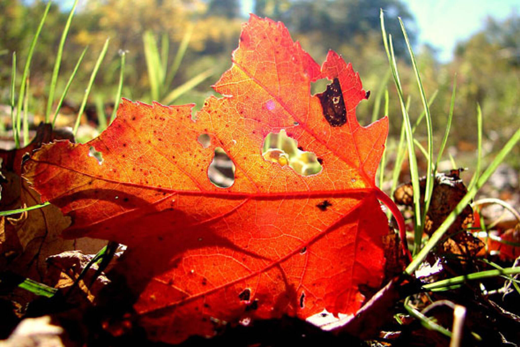 blogTO Mornign Brew fallen leaves