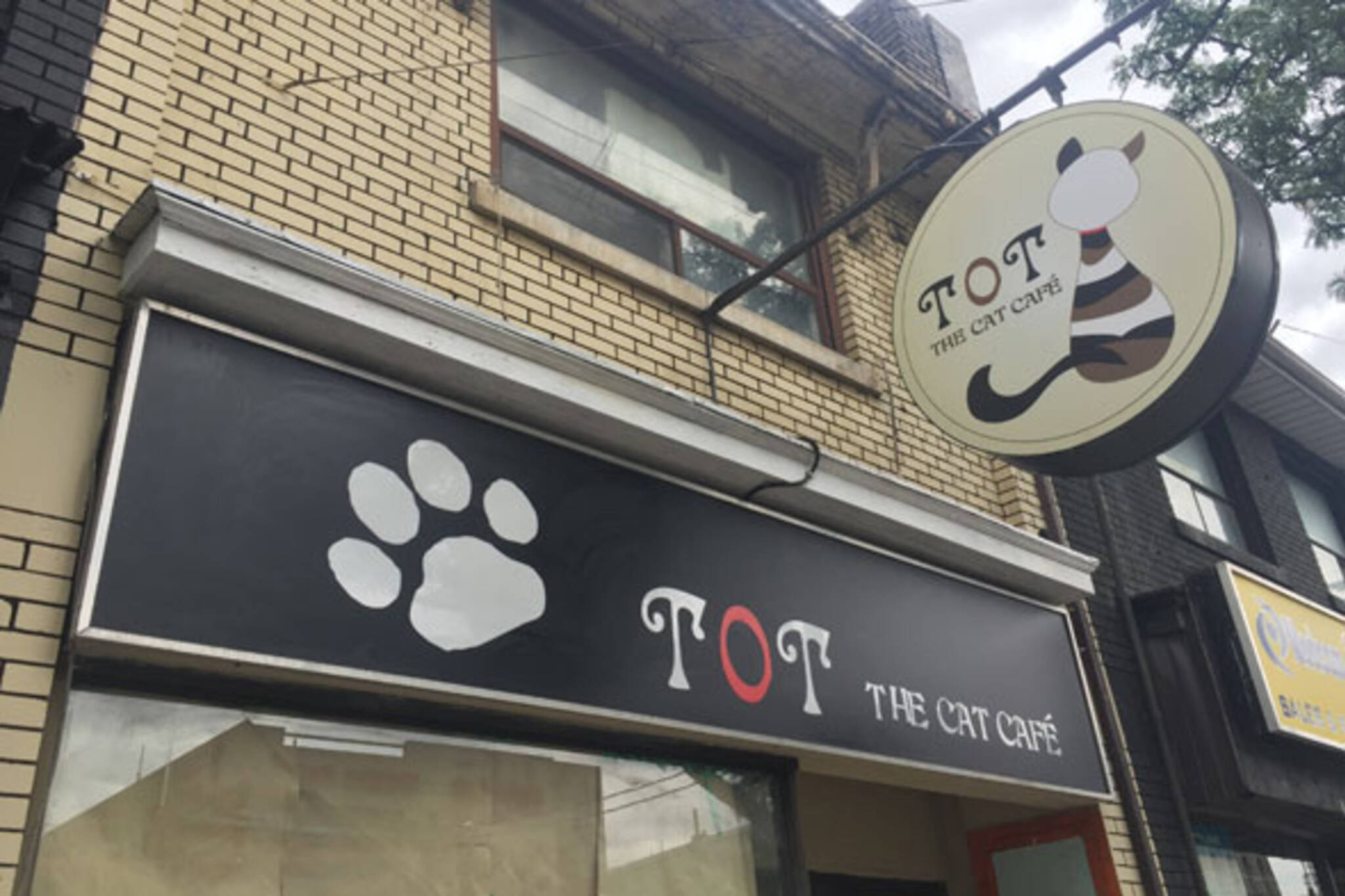  Toronto  s first cat  cafe  opening next month