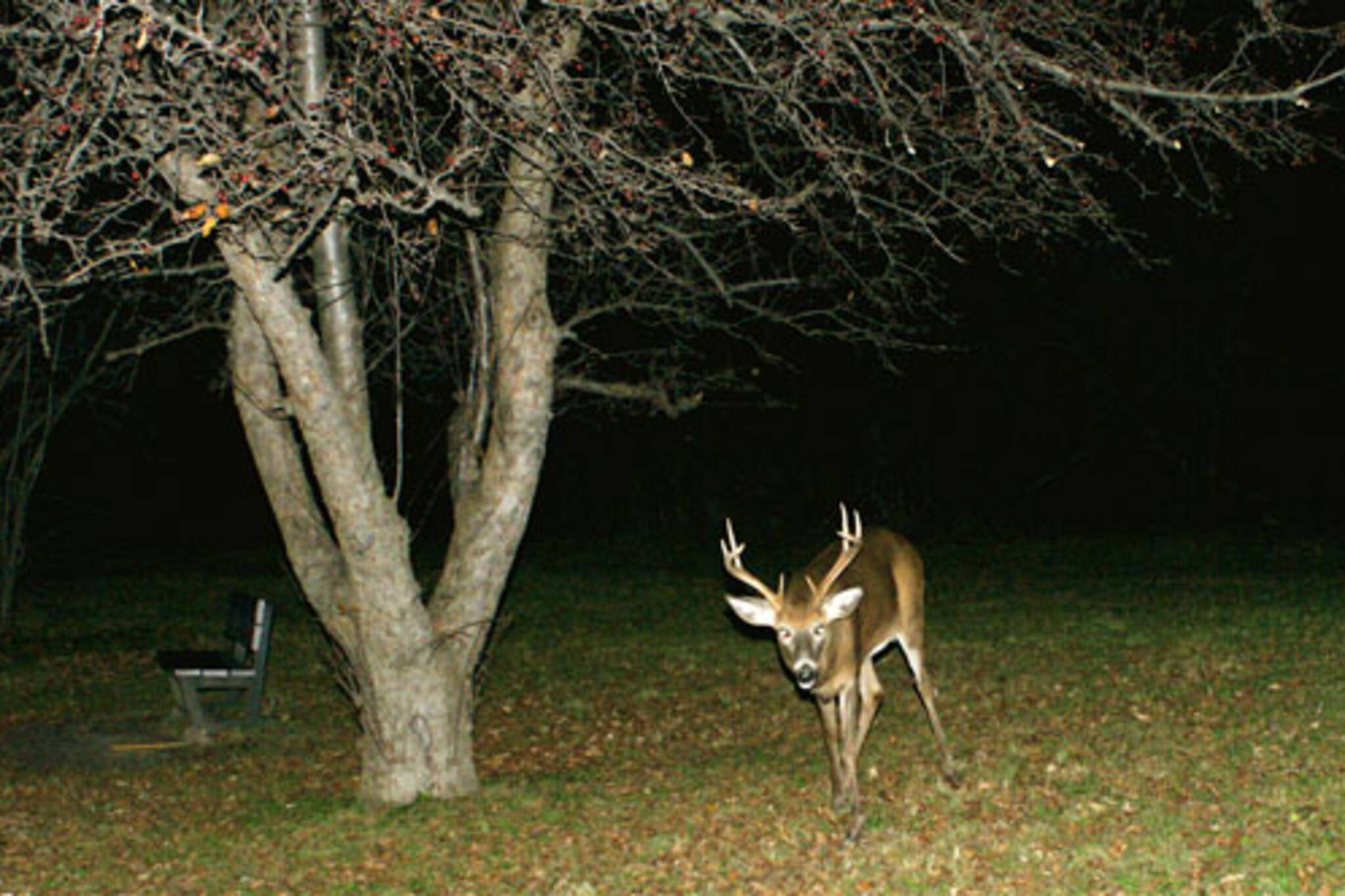 Deer In Toronto ravine