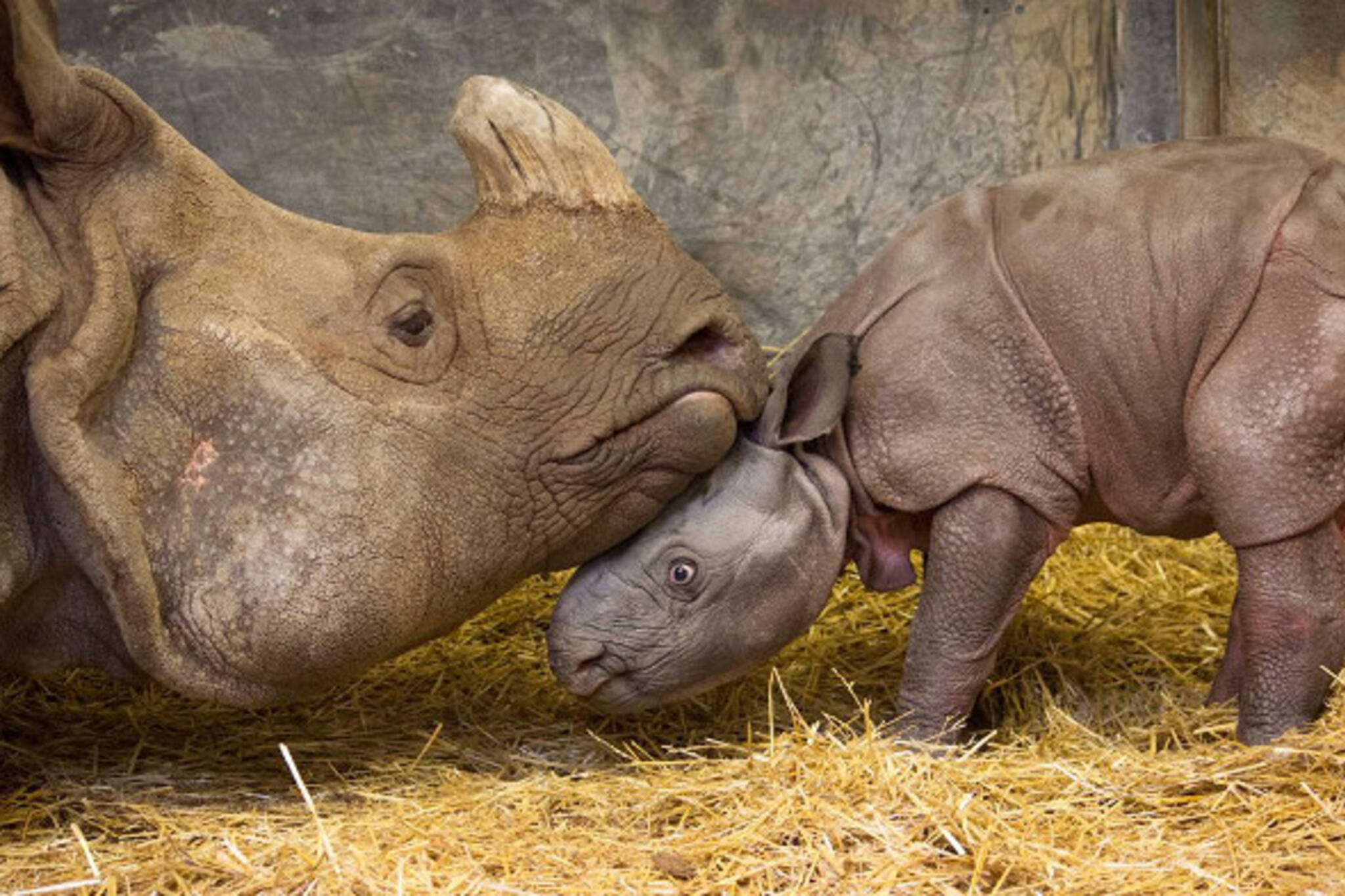 Сколько детенышей носорога родилось в 2001 году. Носорог. Индийский носорог. Детеныш носорога.