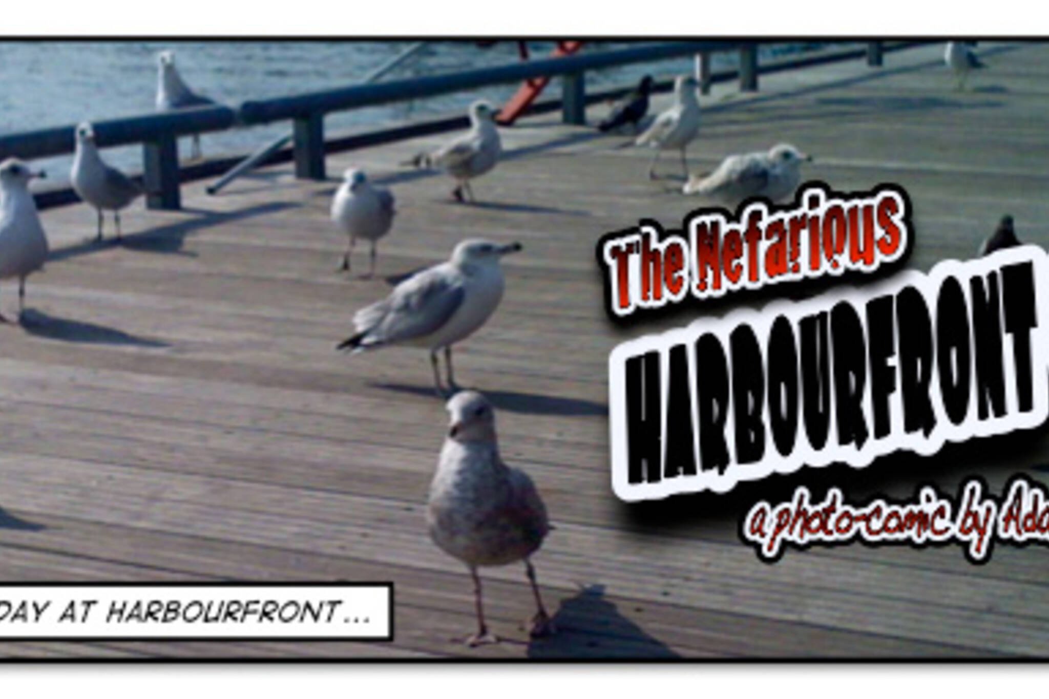 Nefarious Harbourfront Gulls