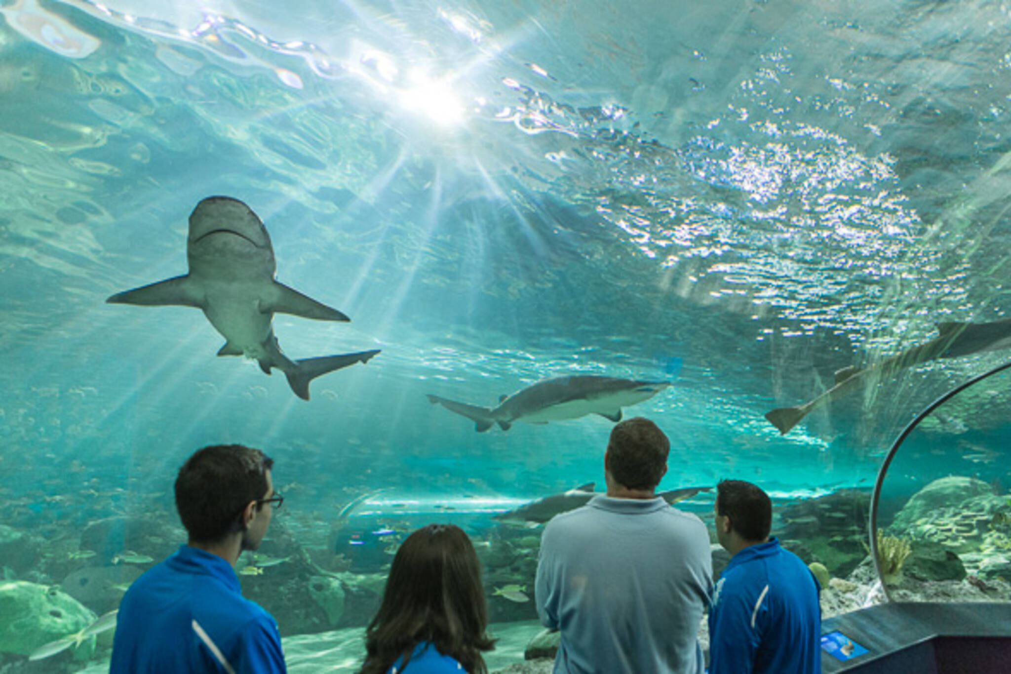 25 photos of the new Ripley's Aquarium in Toronto